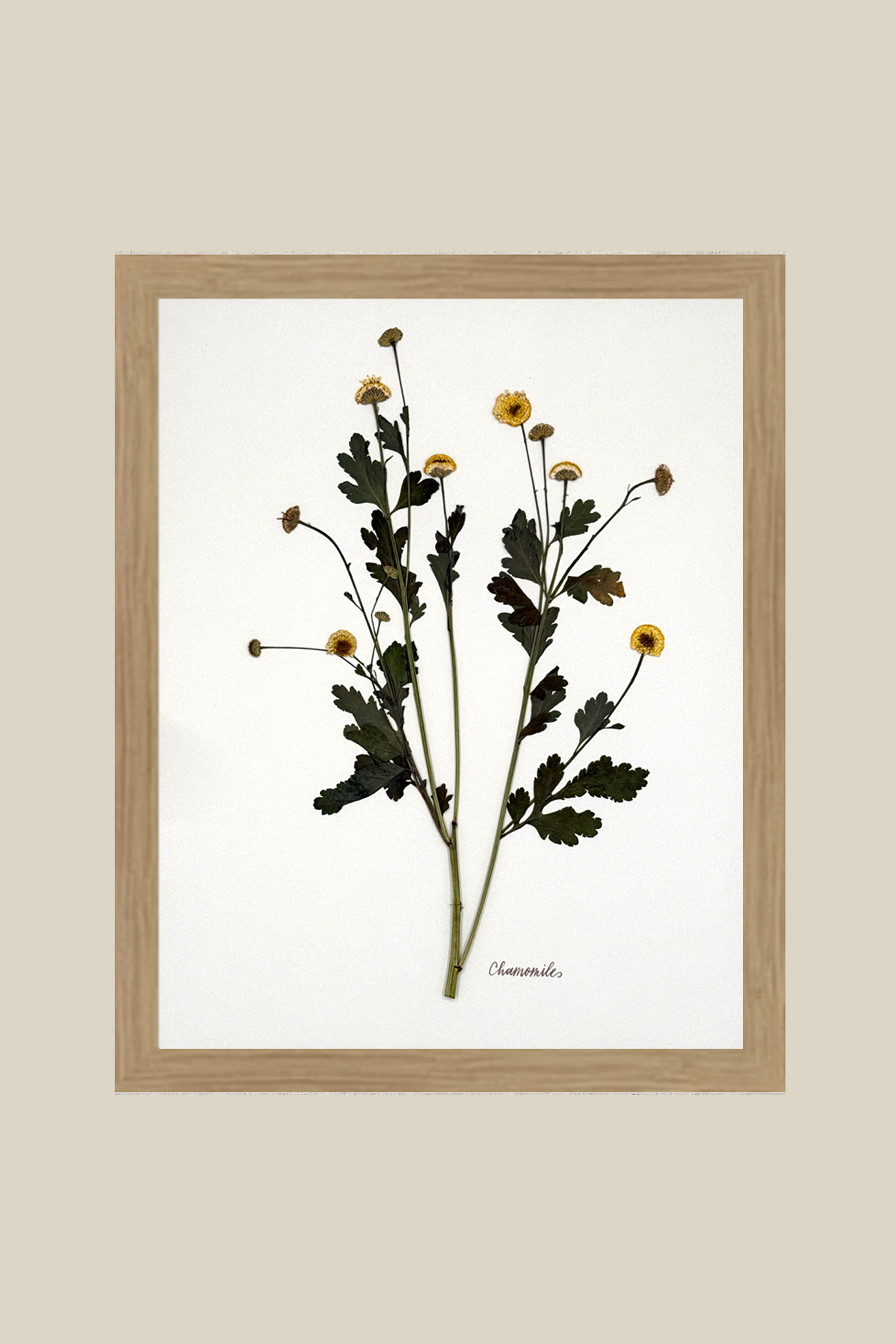 chamomileonivoryrawwood11x14SSBACKDROP.png