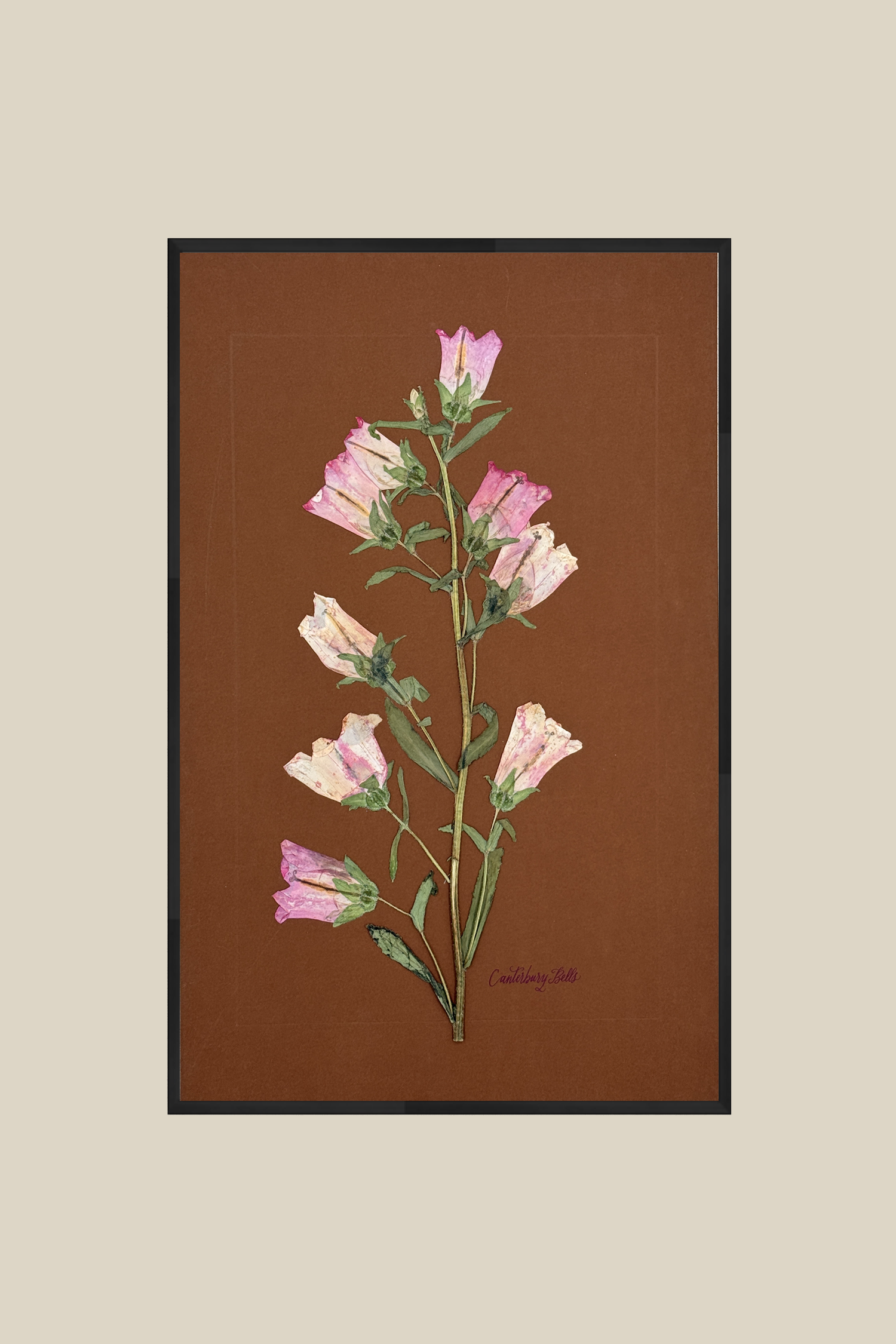 Pink Canterbury Bells