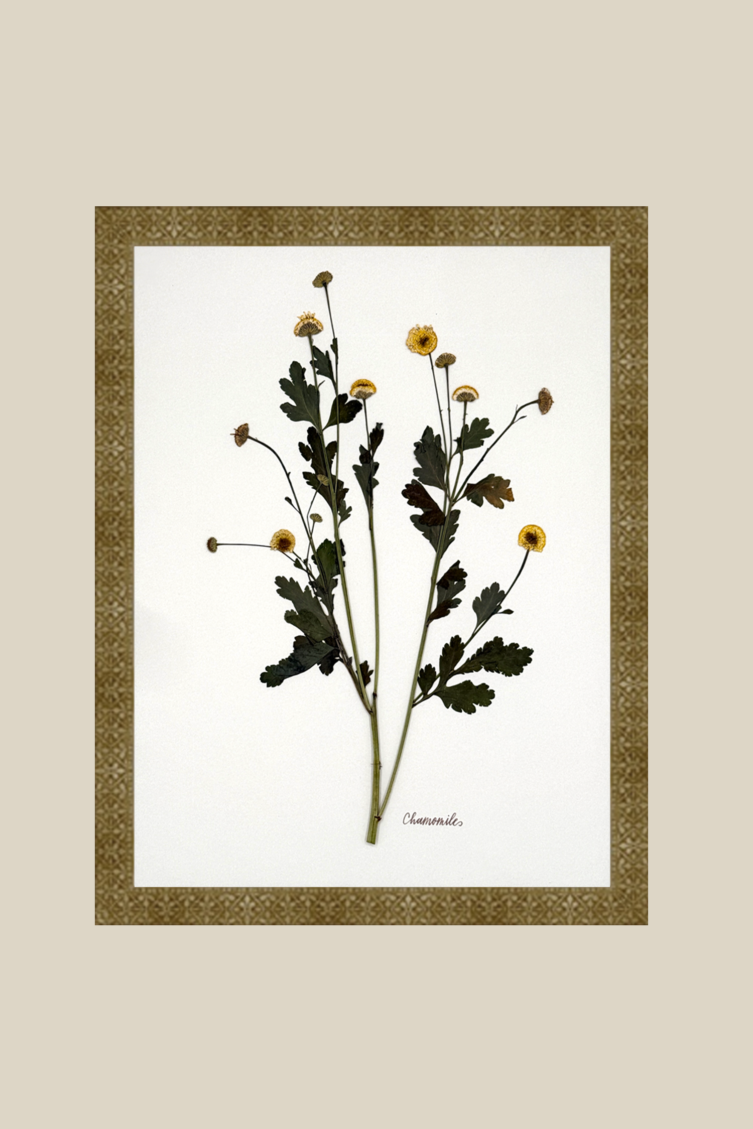 chamomileonivorymarrakesh11x14SSBACKDROP.png