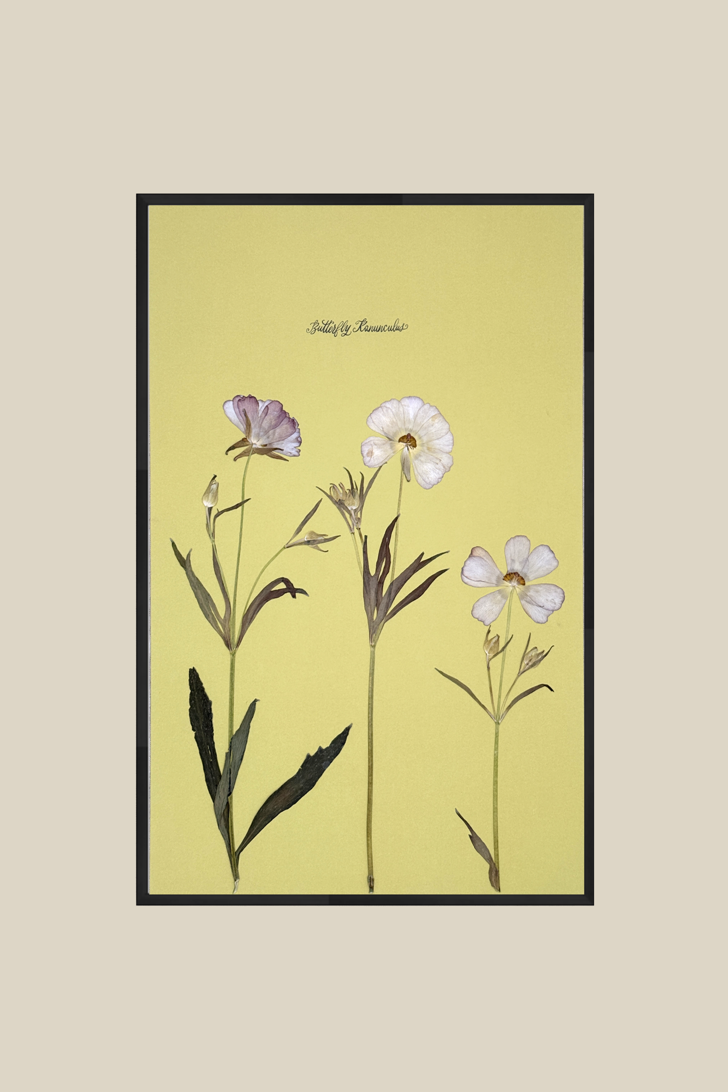 Butterfly Ranunculus on Chartreuse