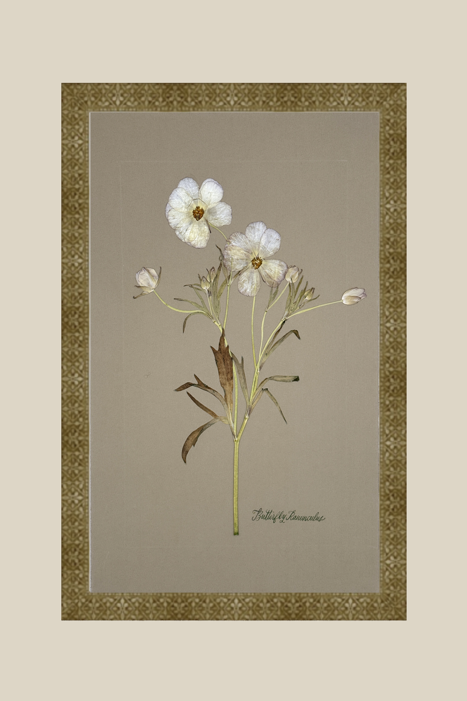 Butterfly Ranunculus on Gray