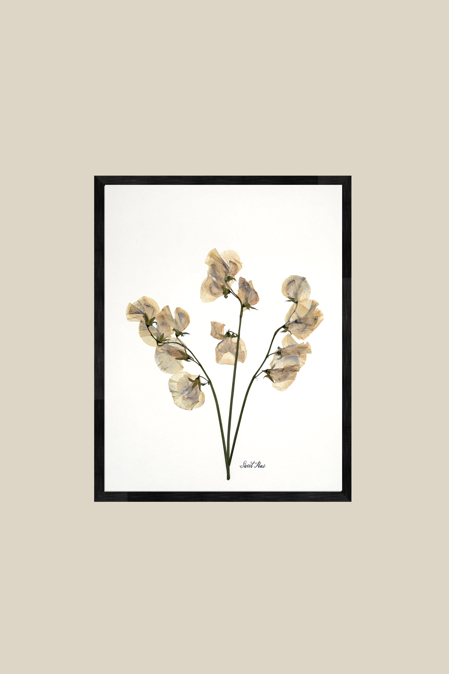 sweetpeaonivoryblackmetal11x14frame.png
