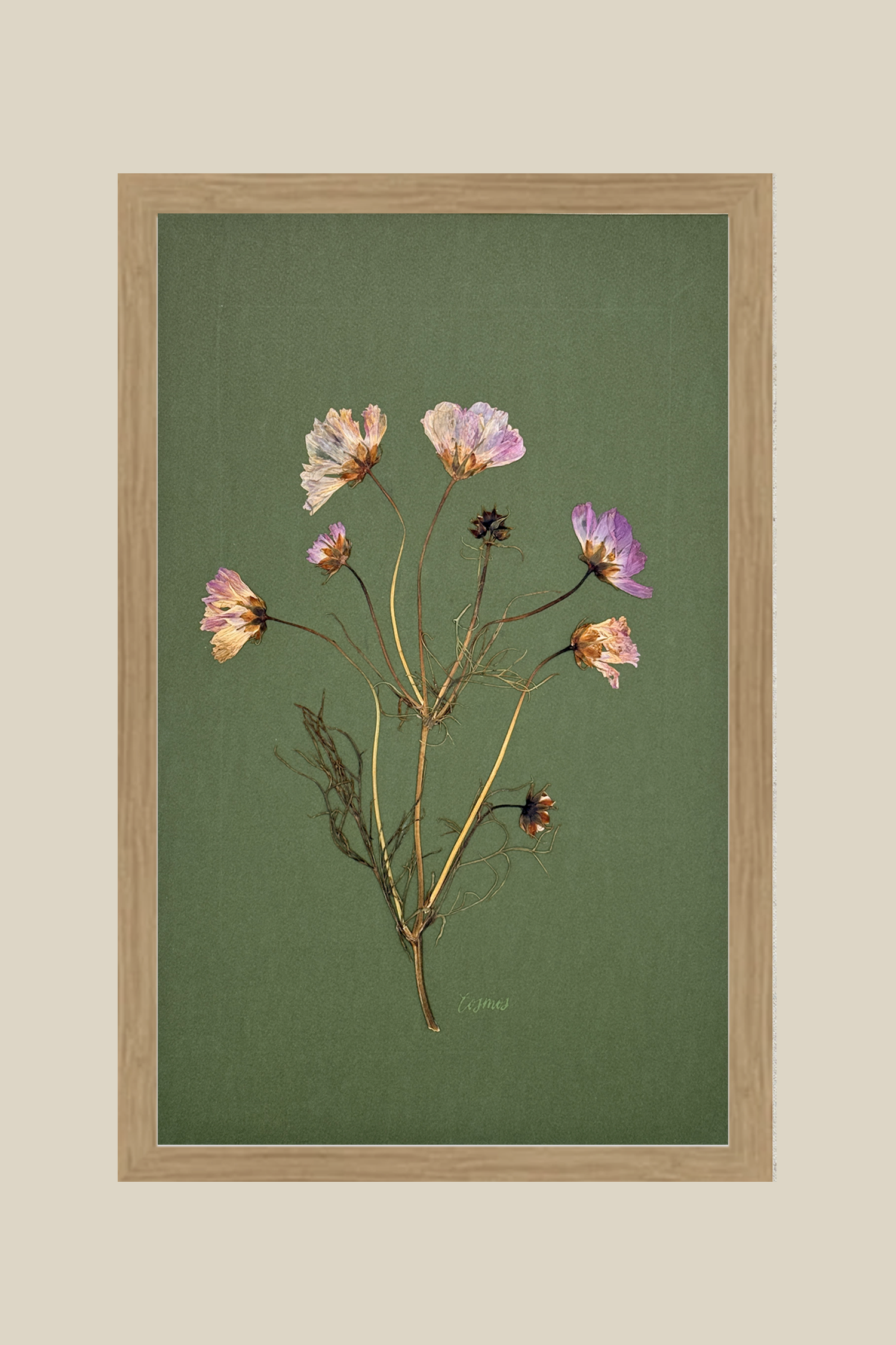 Garden Cosmos on Forest Green