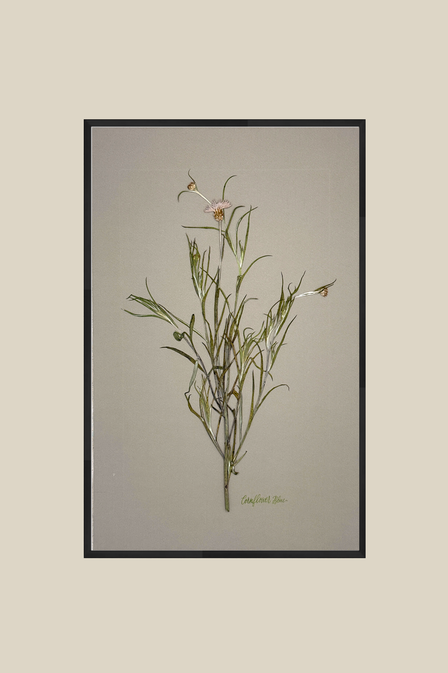 Cornflower Blue on Gray