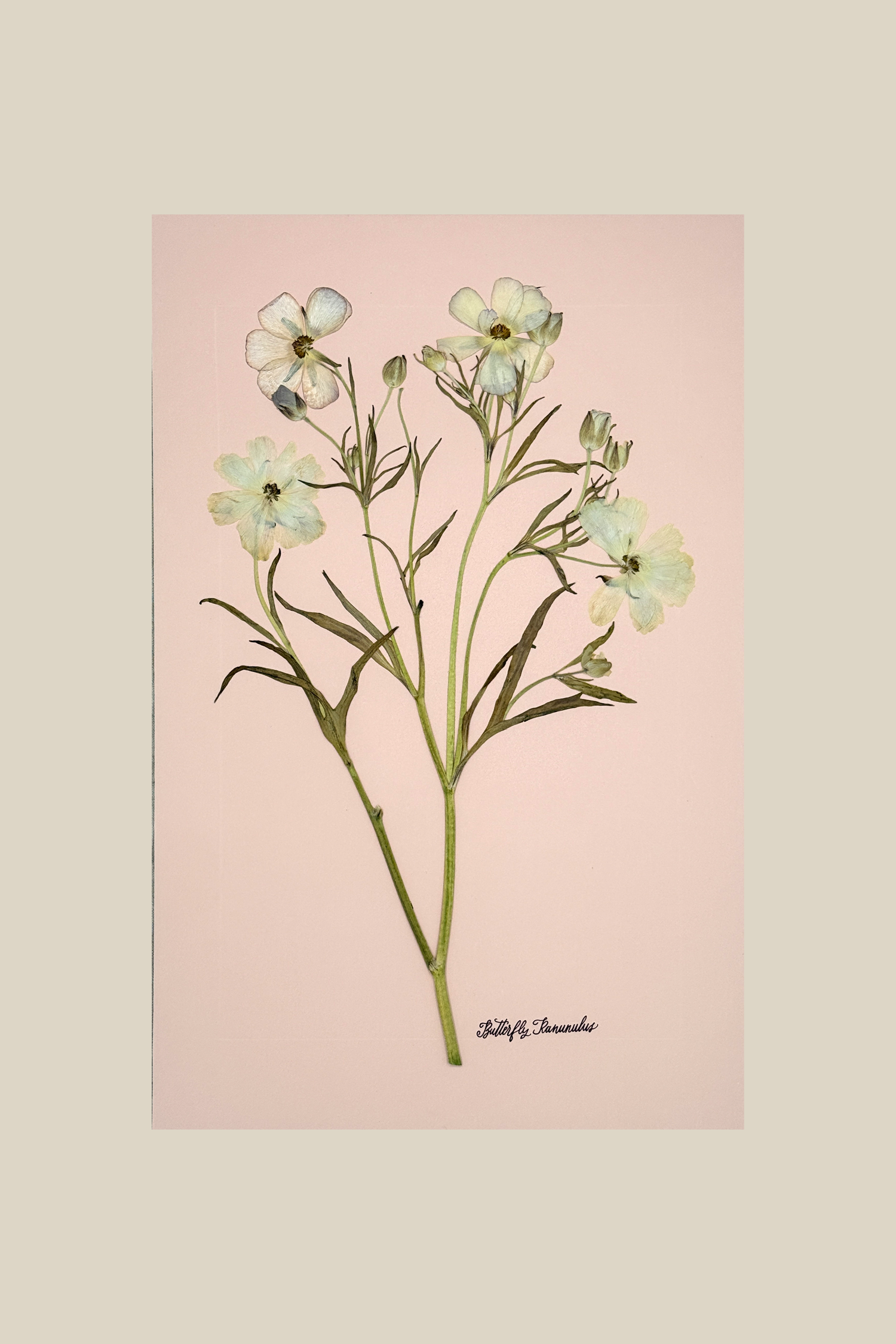 butterflyonblush11x17.png