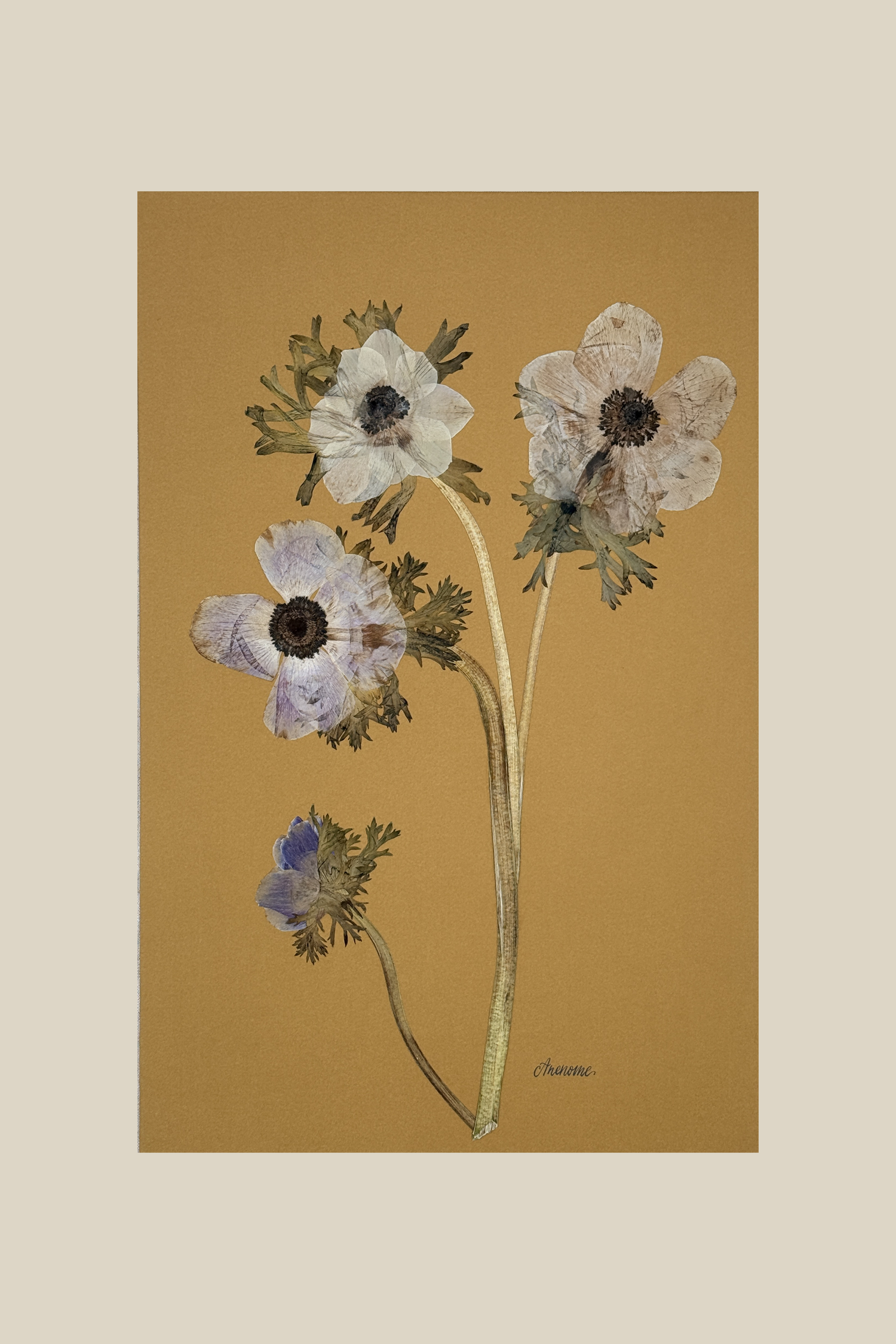 anenomeonmustard11x17.png