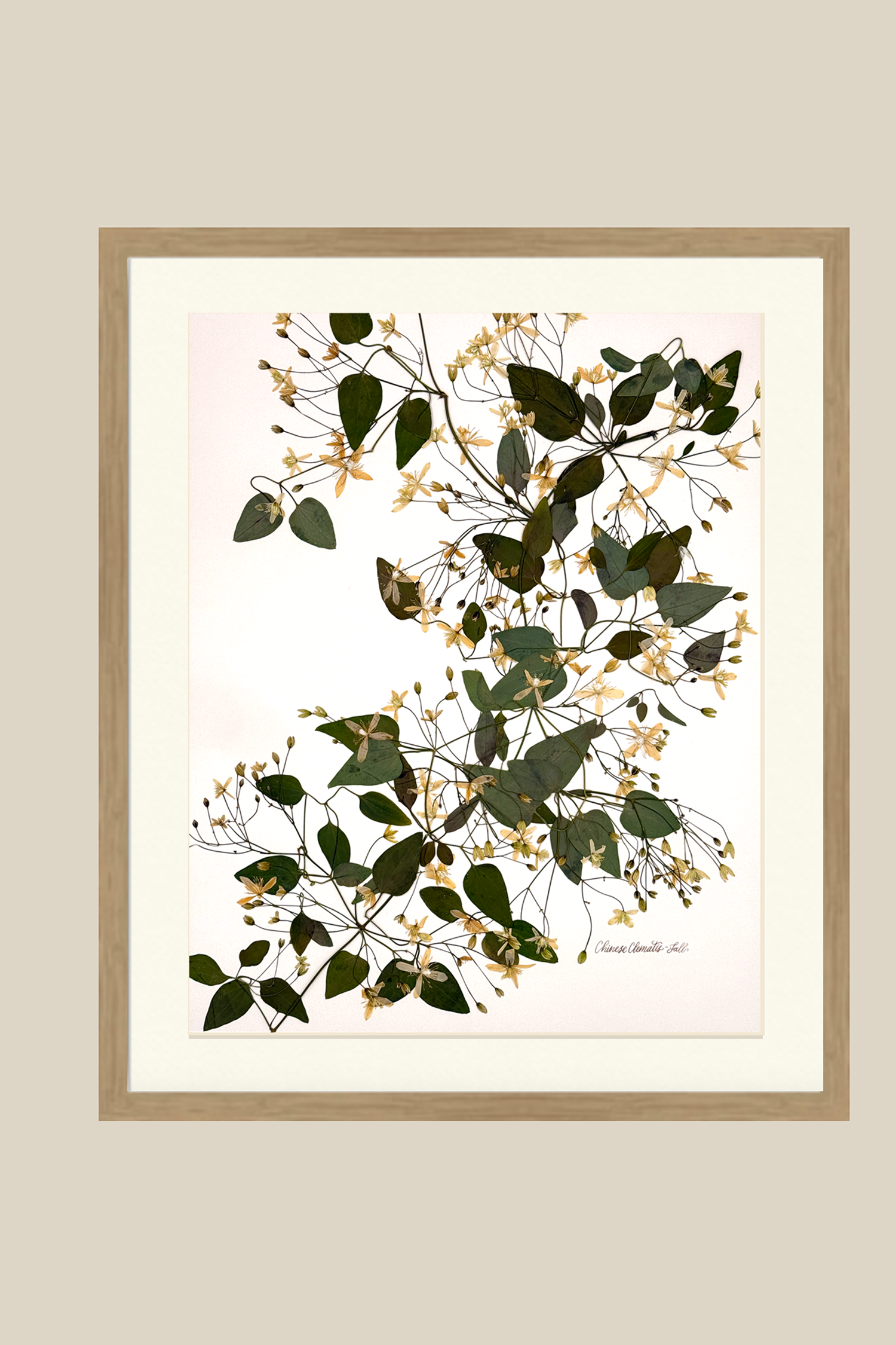 Fall Clematis Blooms Matted + Framed