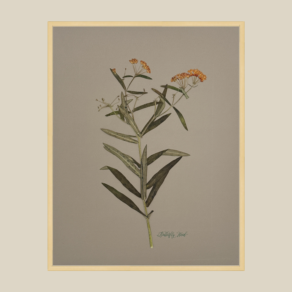 butterflyweedgreigechampagnegold1114fairebeigetemplate.png