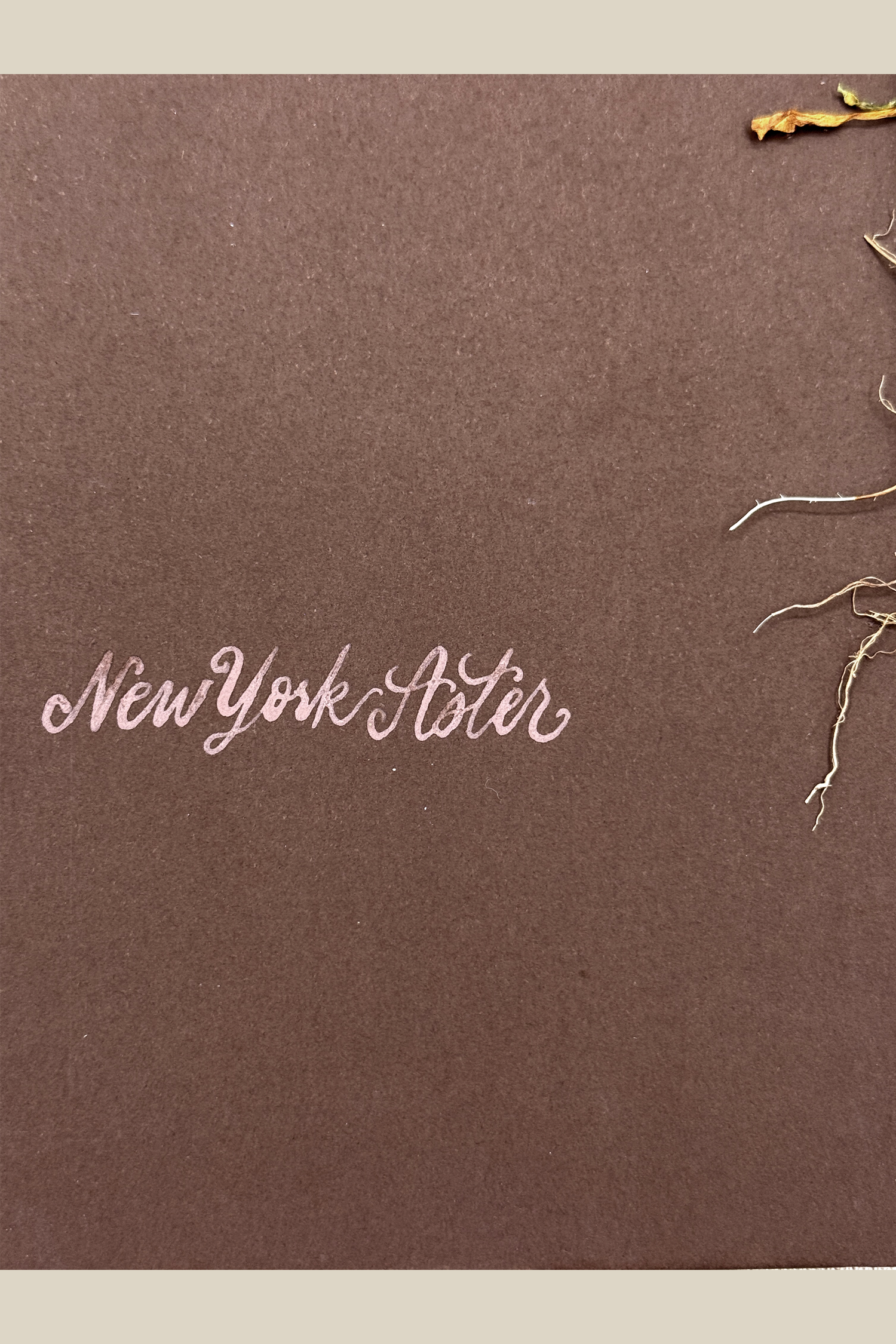 astersrootschoc11x17SSBACKDROP.png