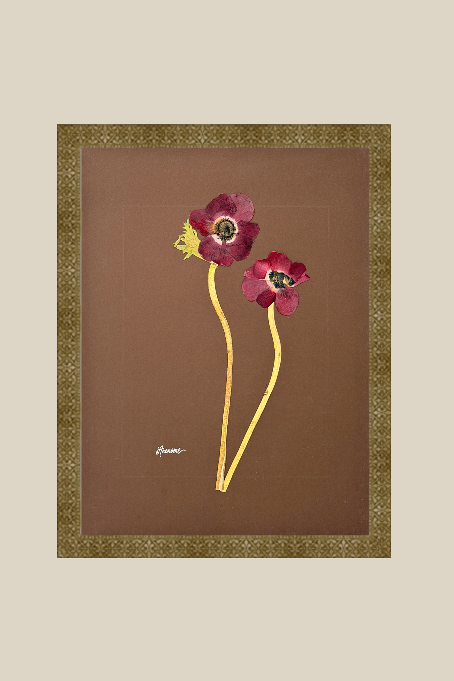 Anenomes on Chocolate