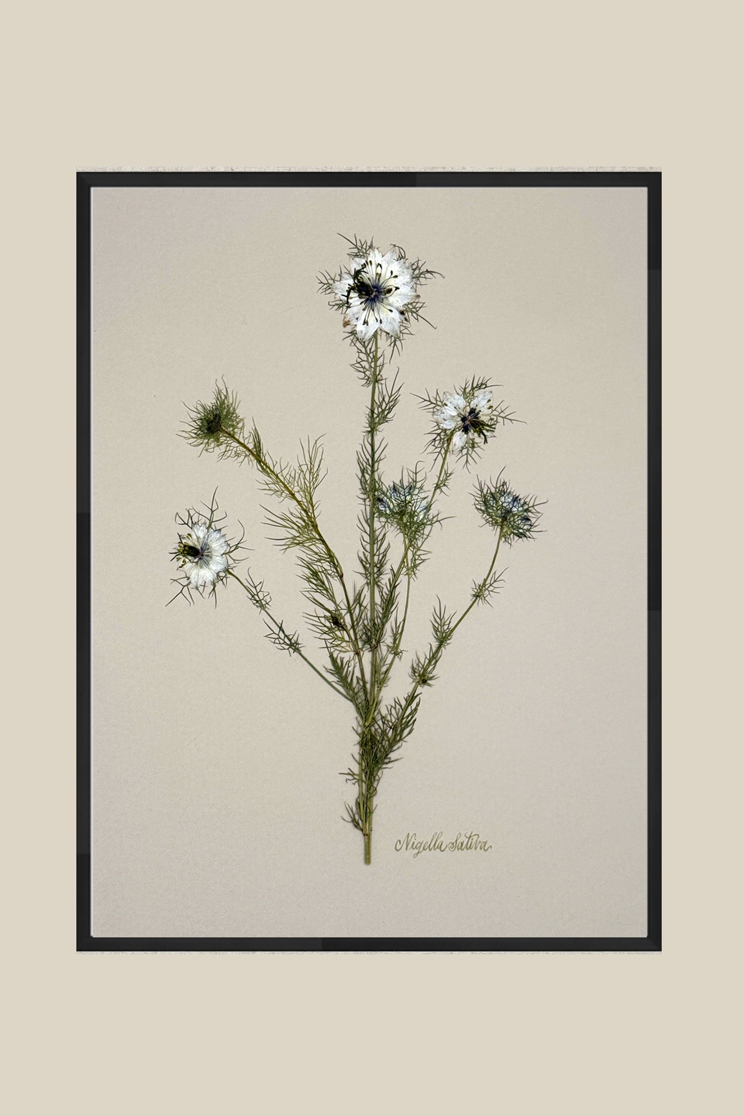 Nigella Sativa on Greige