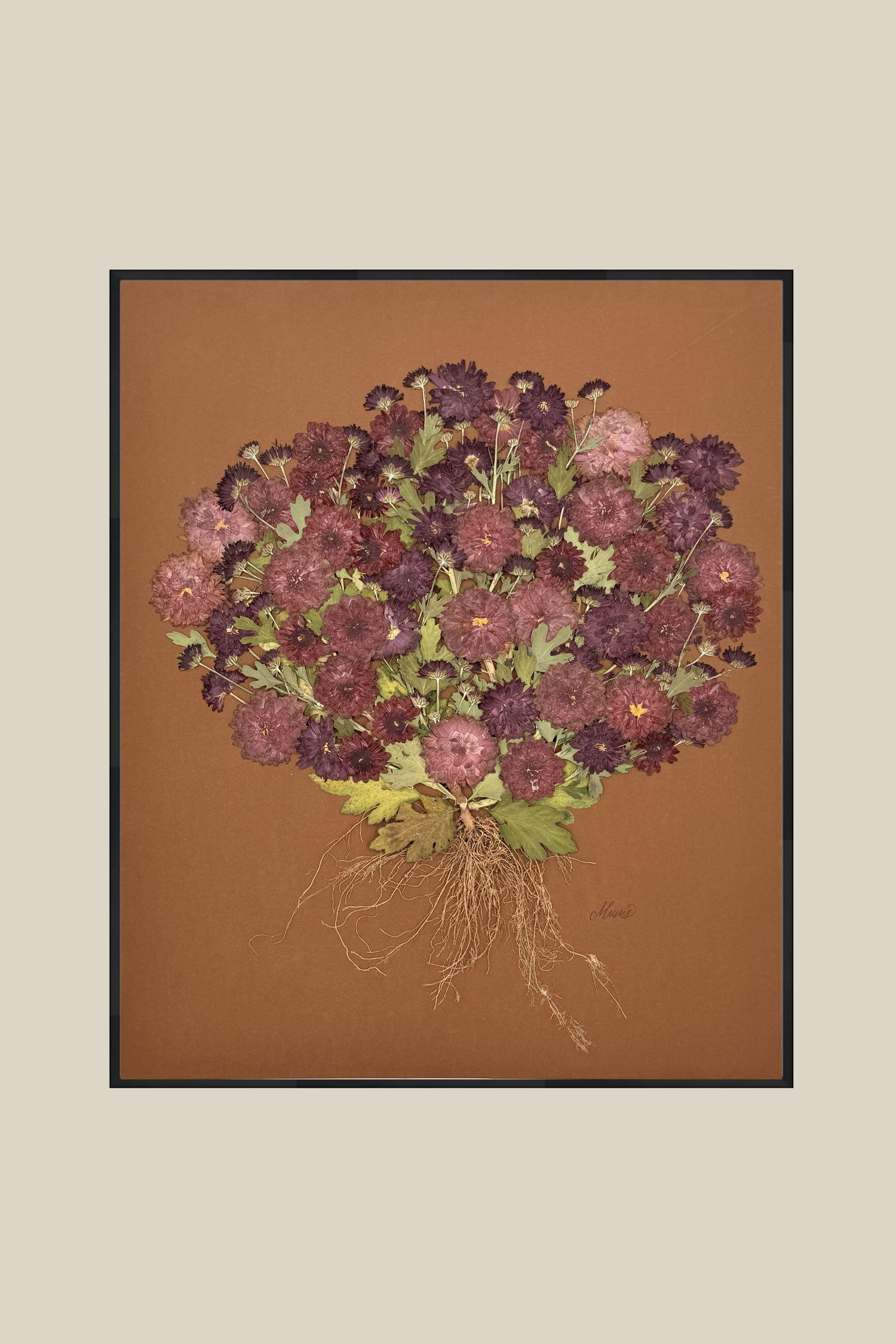 Framed Wine Colored Mums on Chocolate