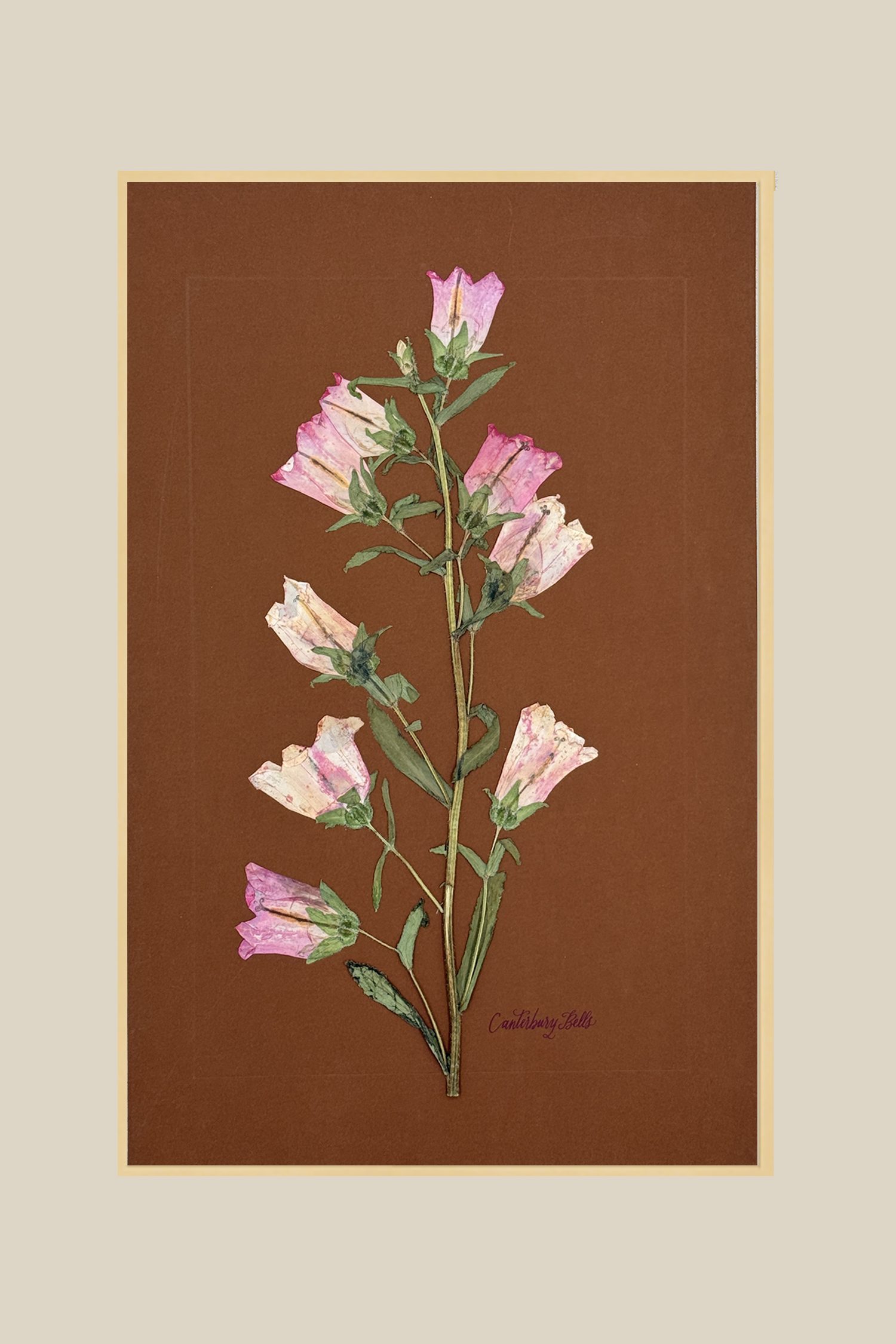 pinkcanterburybellschampagnegoldmetal11x17SSBACKDROP.png