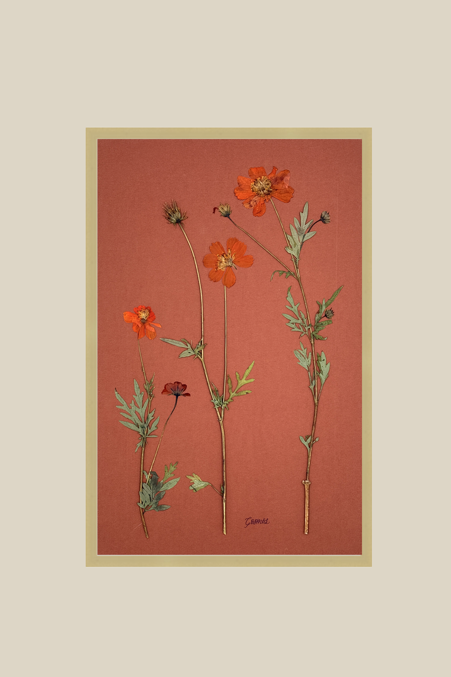 orangecosmosonbrushedgold11x17.png