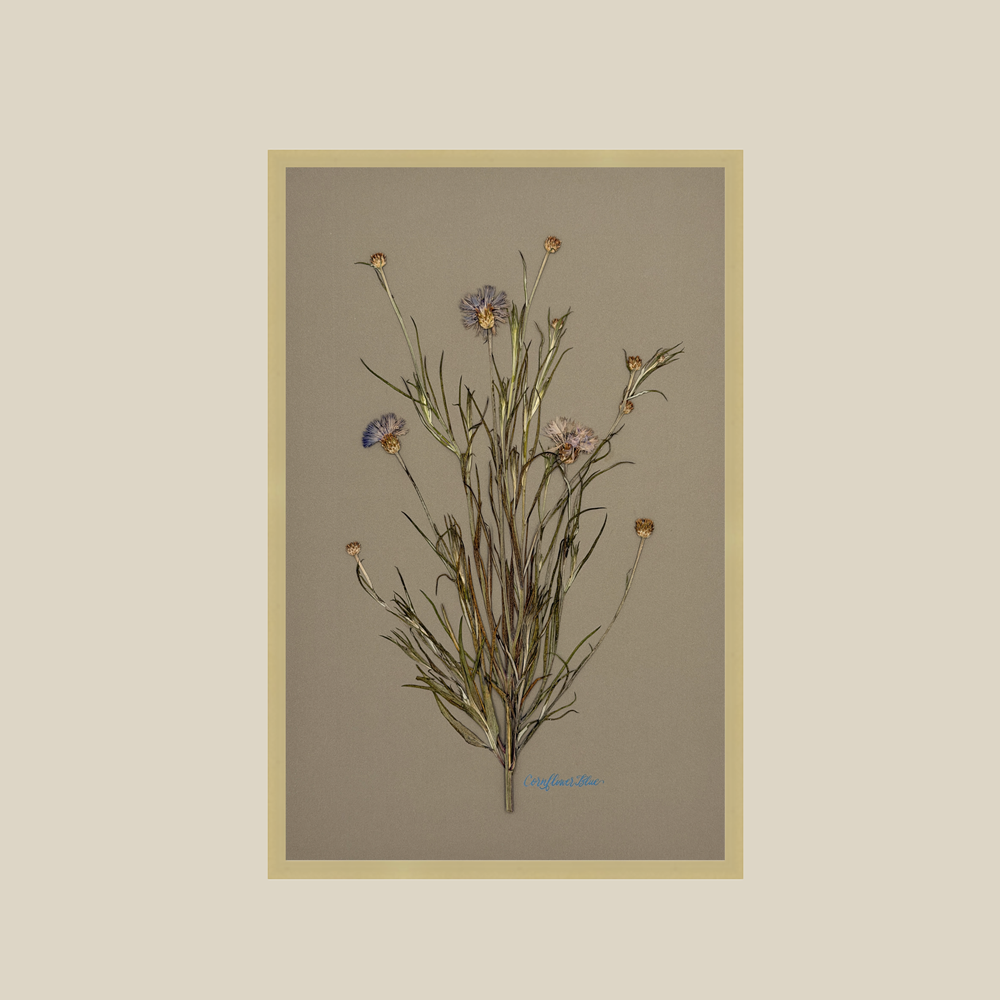 cornflowerbrushedgoldfairebeigetemplate.png