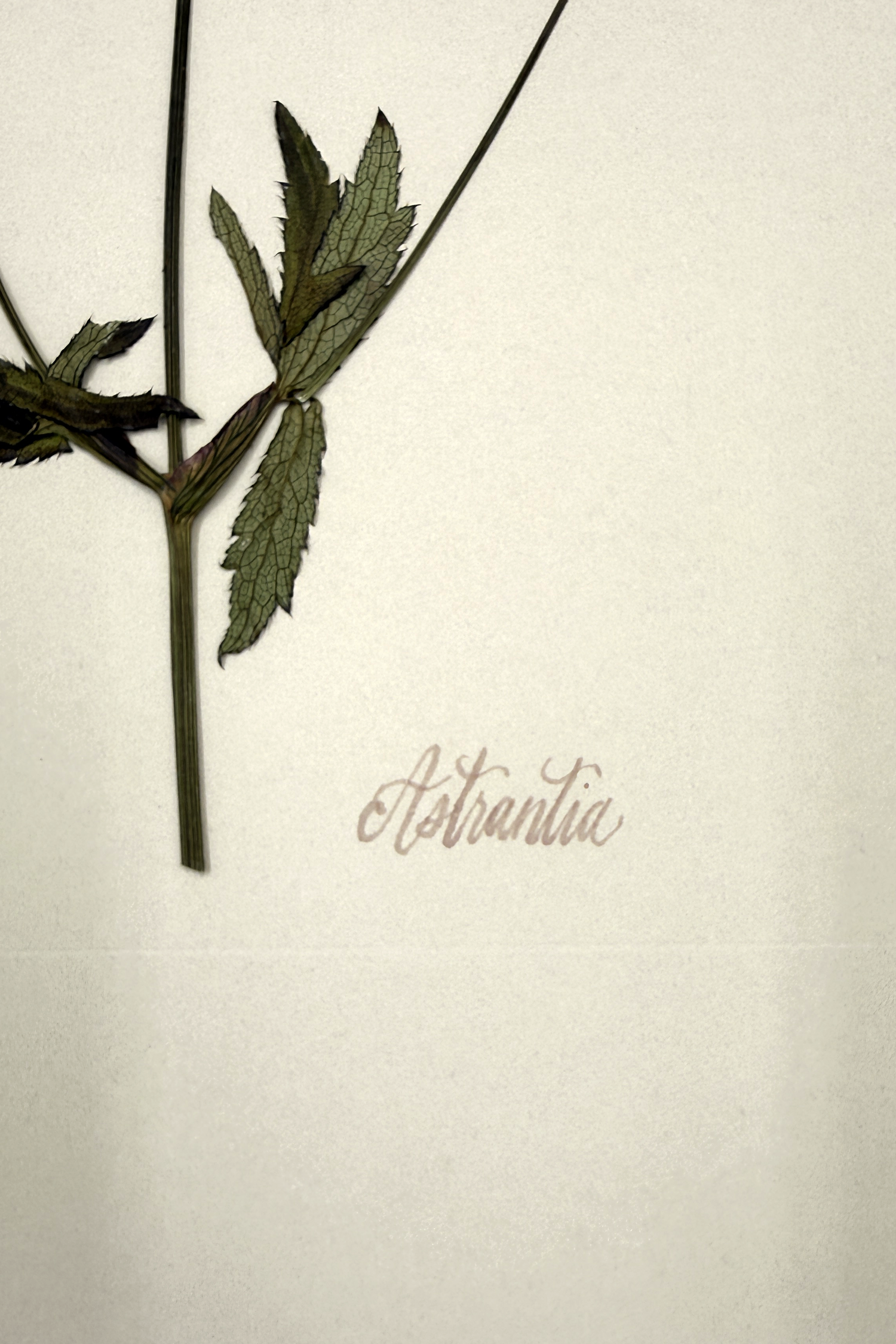 astrantiaongreigesignature11x17SSBACKDROP.png