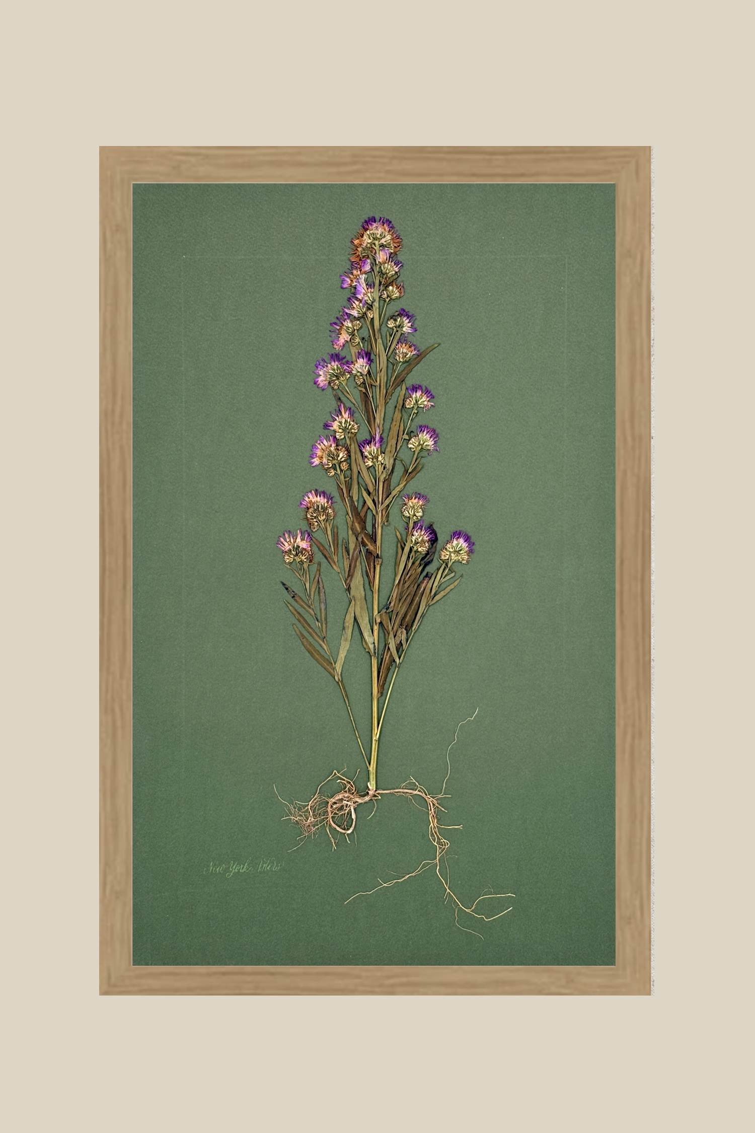 Asters with Roots On Green