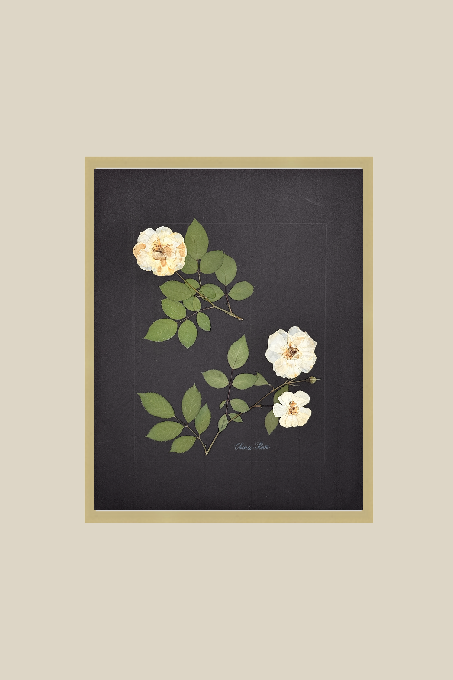 chinaroseonblackbrushedgold11x14SSBACKDROP.png