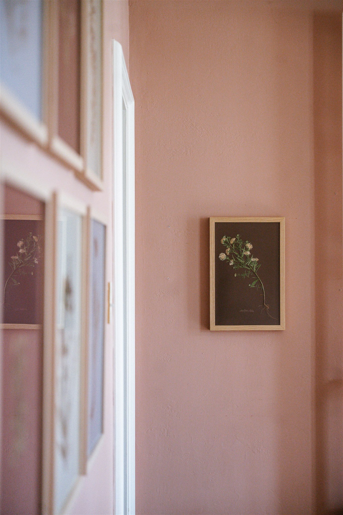 Pink wall with a framed botanical illustration of a flowering plant with roots, and other framed art partially visible on the left.