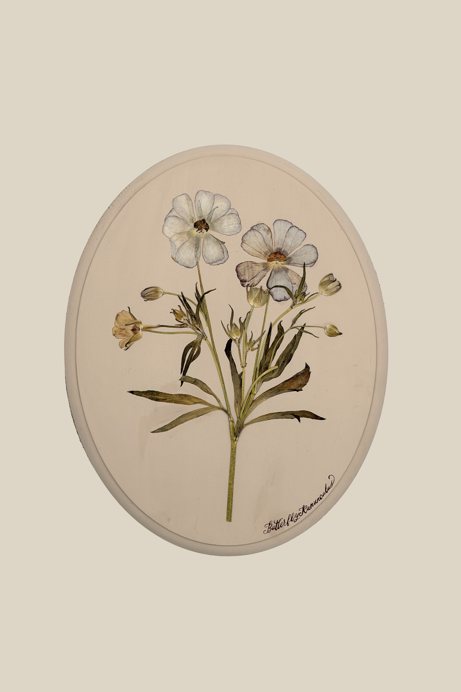 Butterfly Ranunculus XL Plaque
