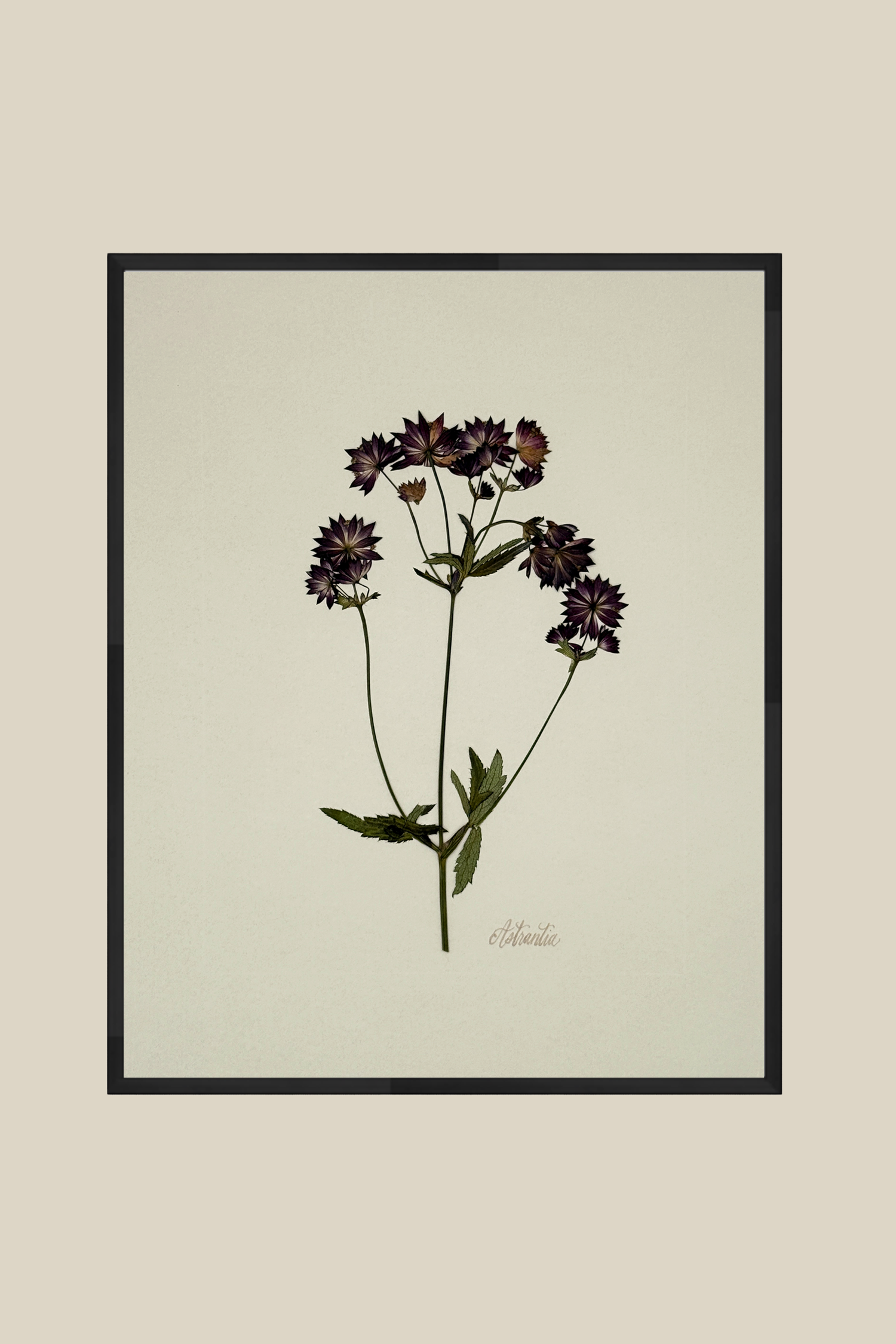 astrantiaongreigeblackmetal11x14SSBACKDROP.png