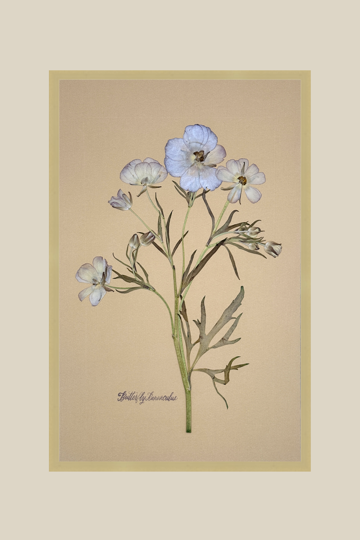Butterfly Ranunculus on Butter