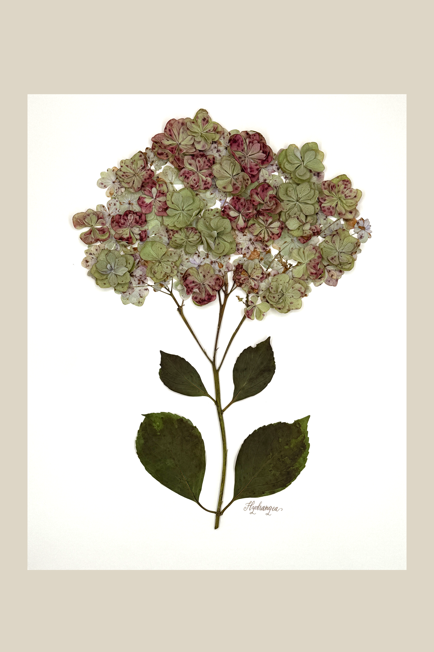 FRAMED California Hydrangea on Ivory