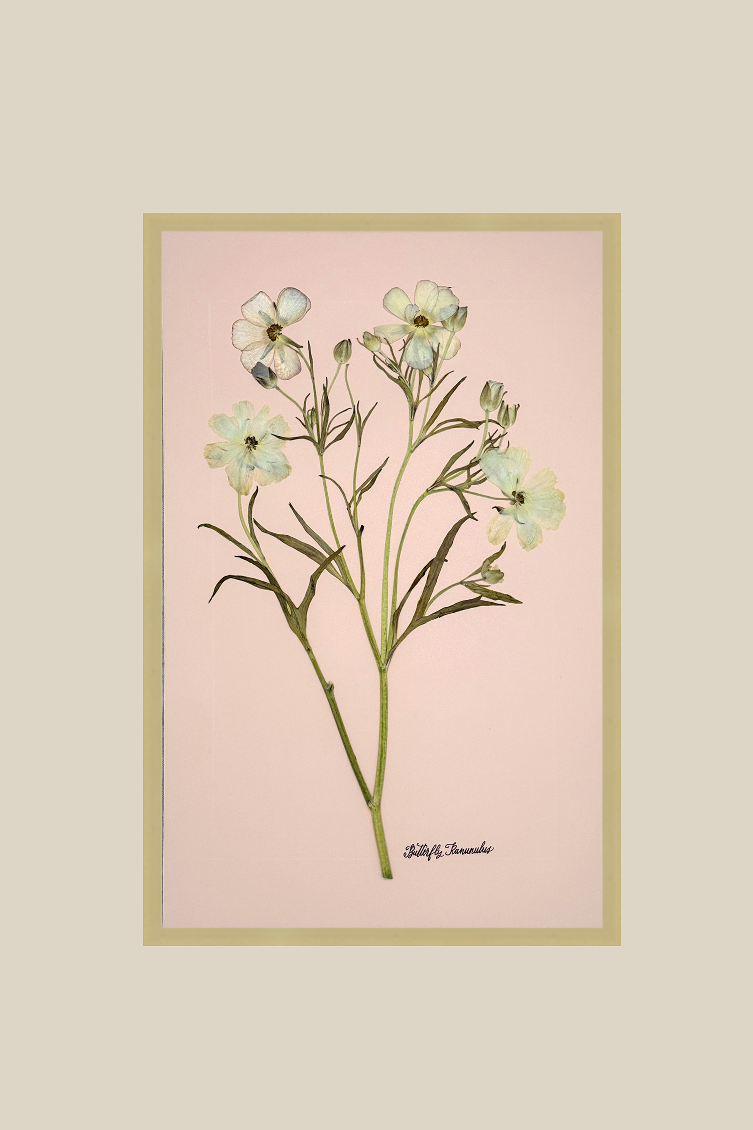 Butterfly Ranunculus on Blush