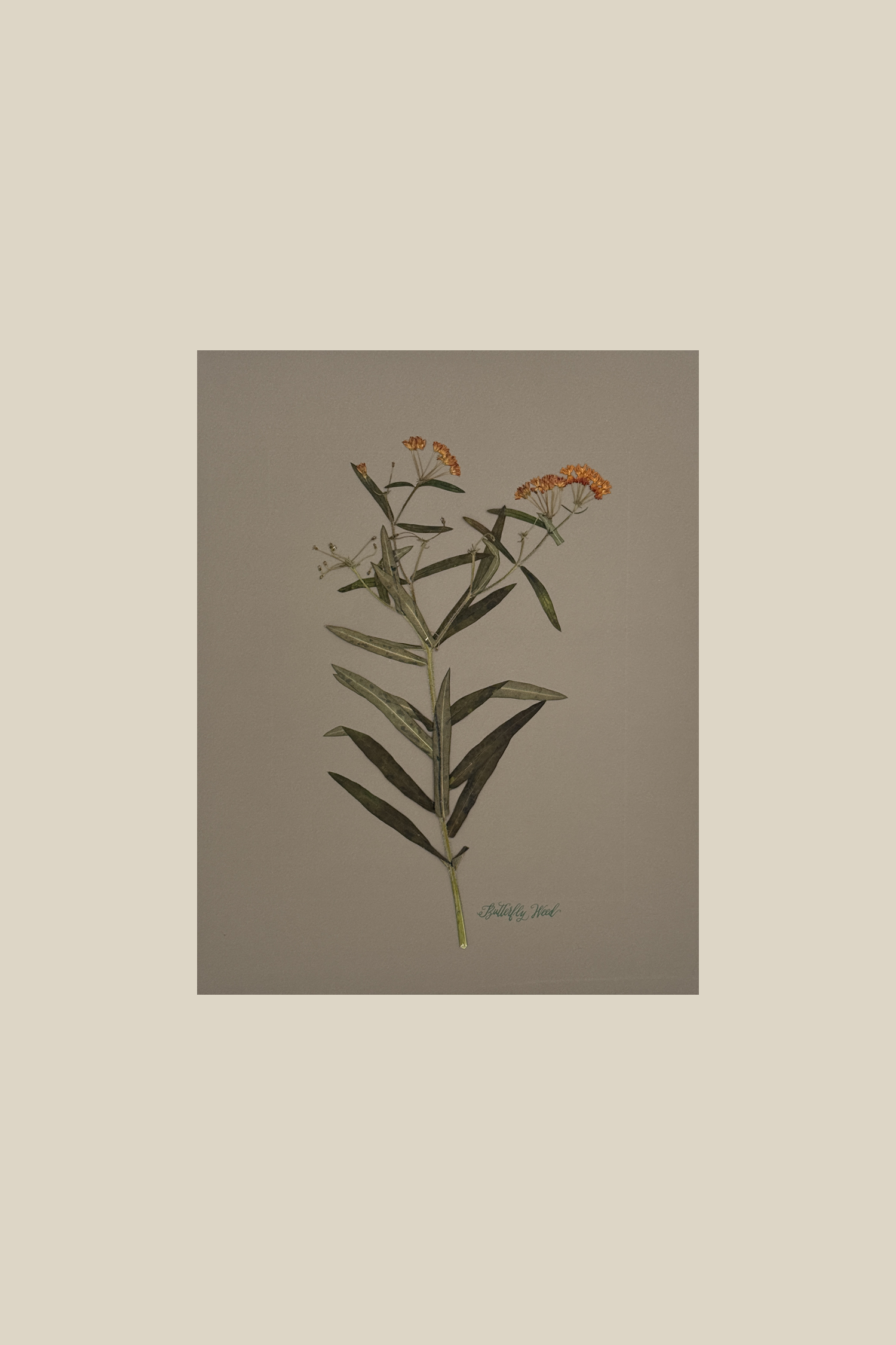 Butterflyweedongreige11x14noframe.png