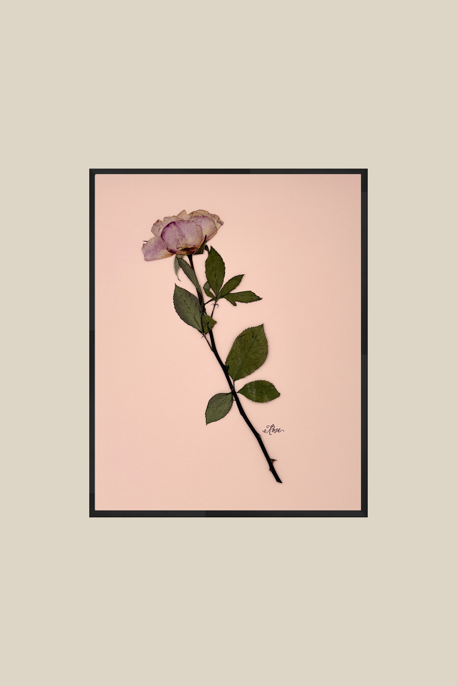 Single Rose on Blush