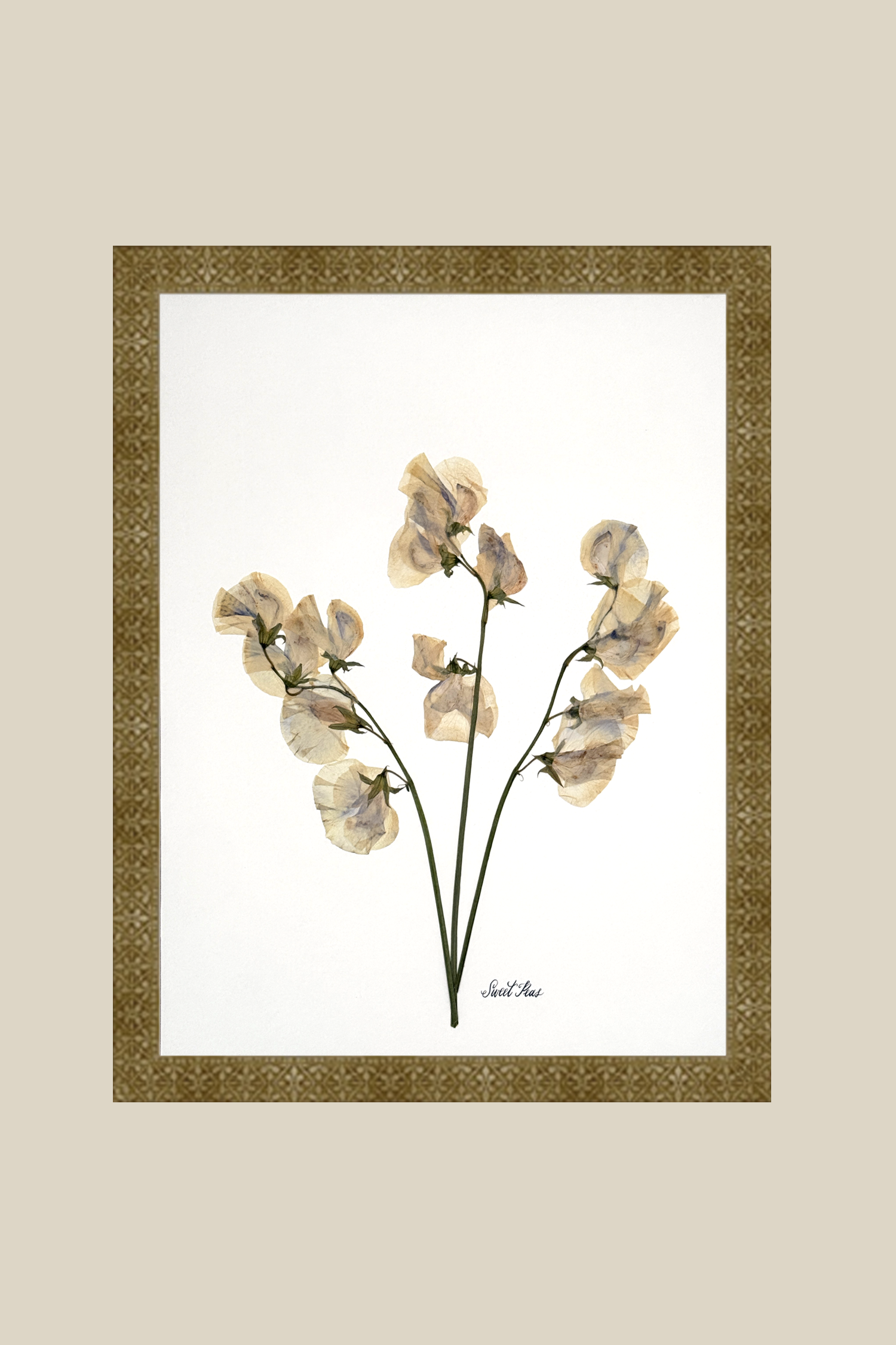 Sweet Peas on Ivory
