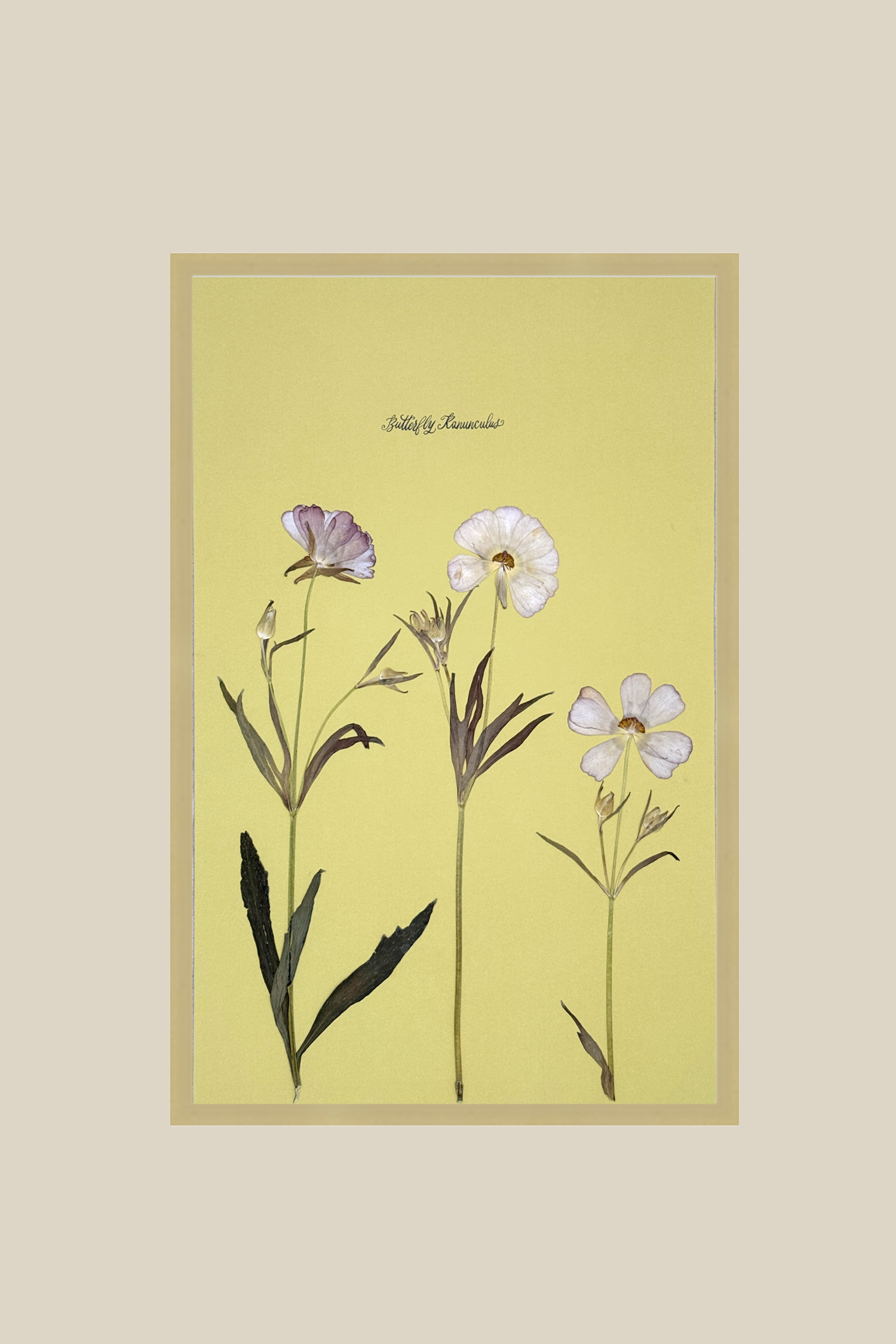butterflyonchartreusebrushedgold11x17.png