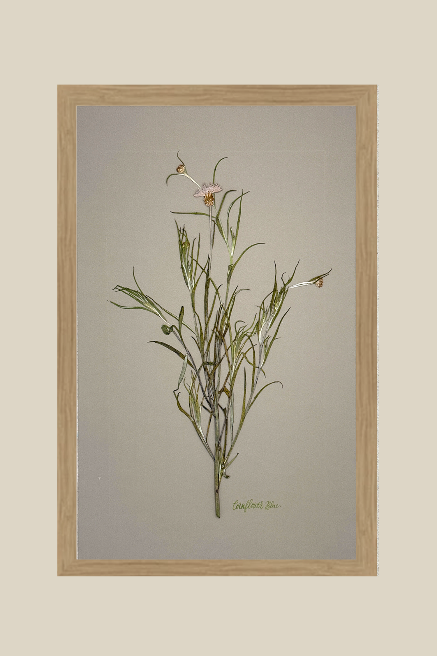 cornflowerongrayrawwood11x17SSBACKDROP.png