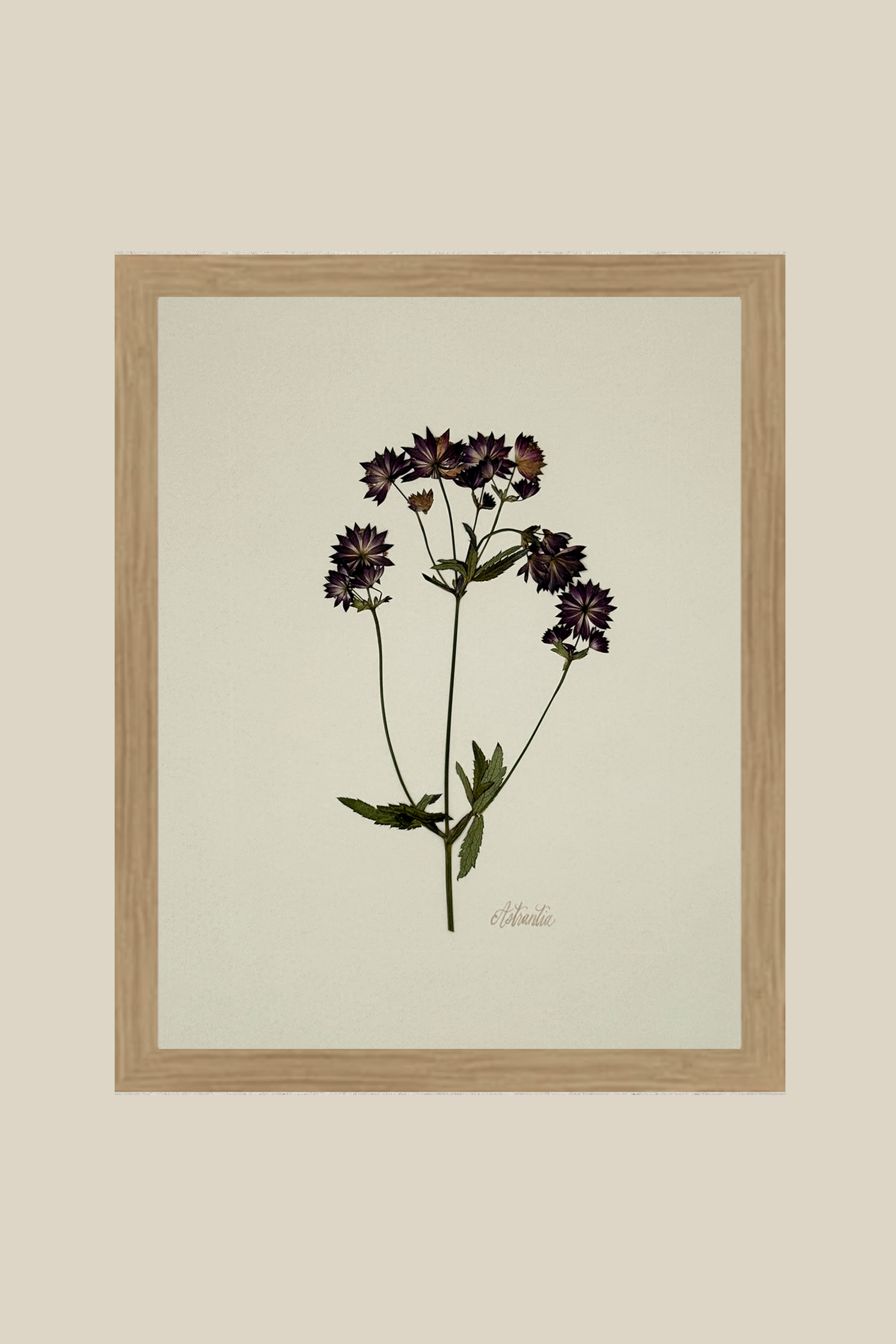 astrantiaongreigerawwood11x14SSBACKDROP.png