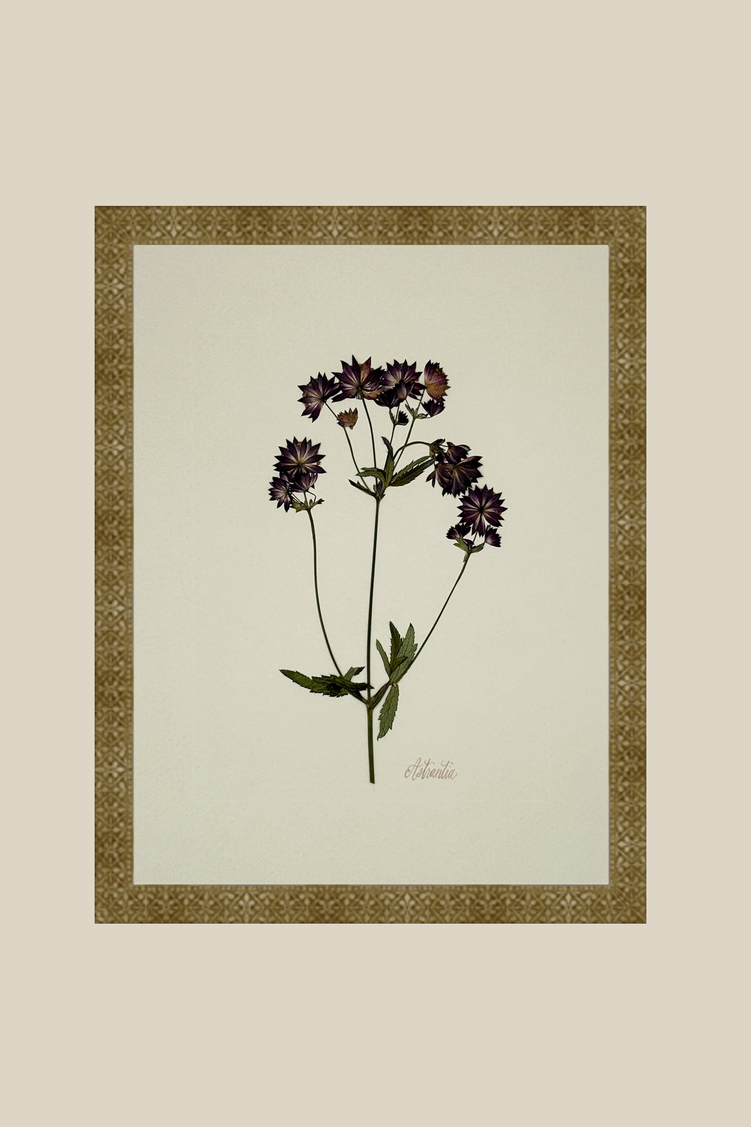 astrantiaongreigemarrakesh11x14SSBACKDROP.png