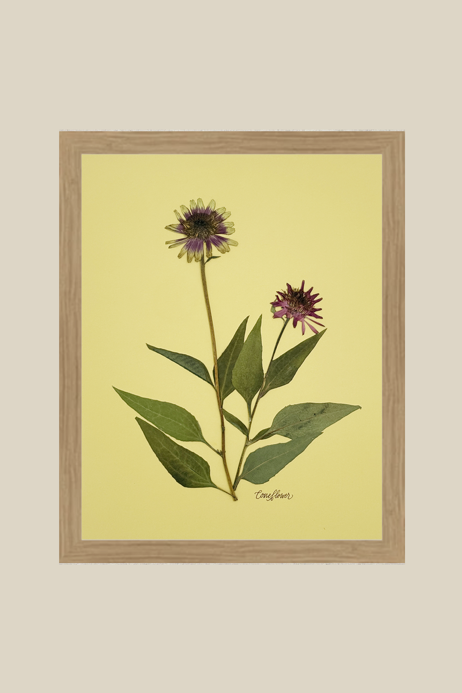 conefloweronchartreuserawwood11x14SSBACKDROP.png