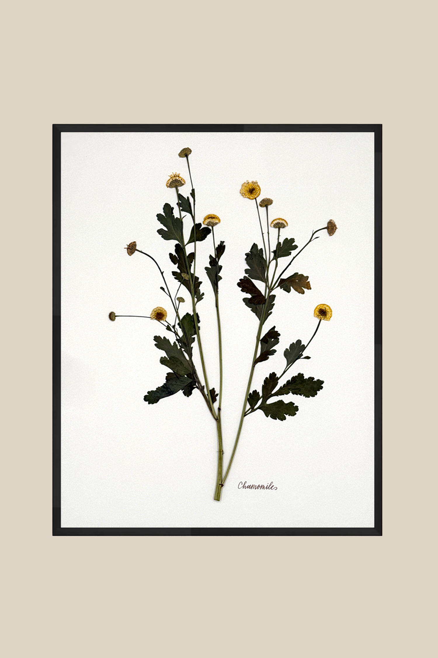 Chamomile on Ivory