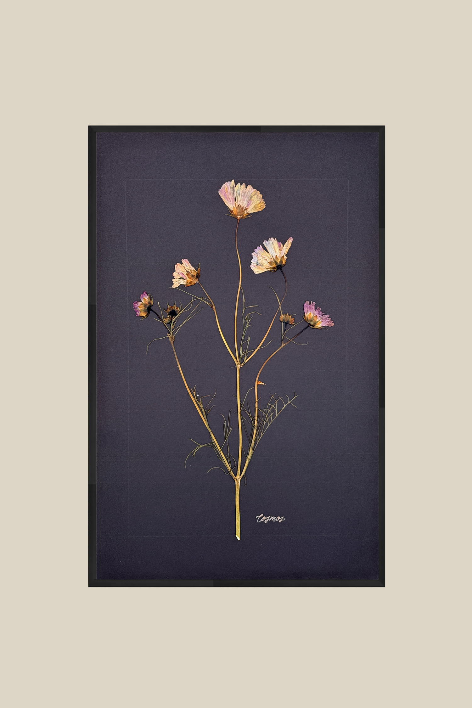 Garden Cosmos on Black