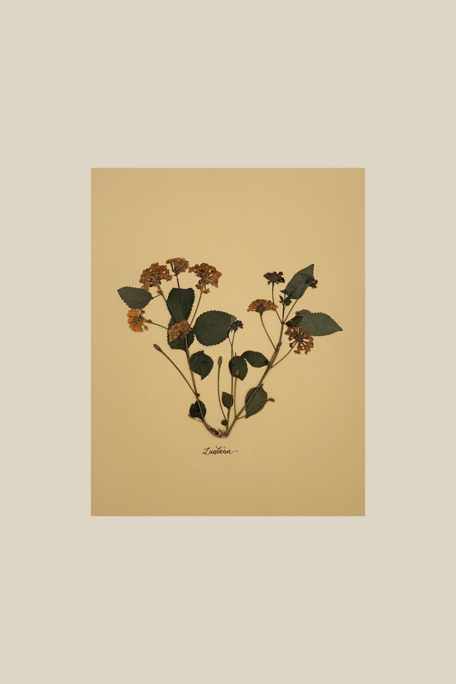 lantana11x14mustard.png