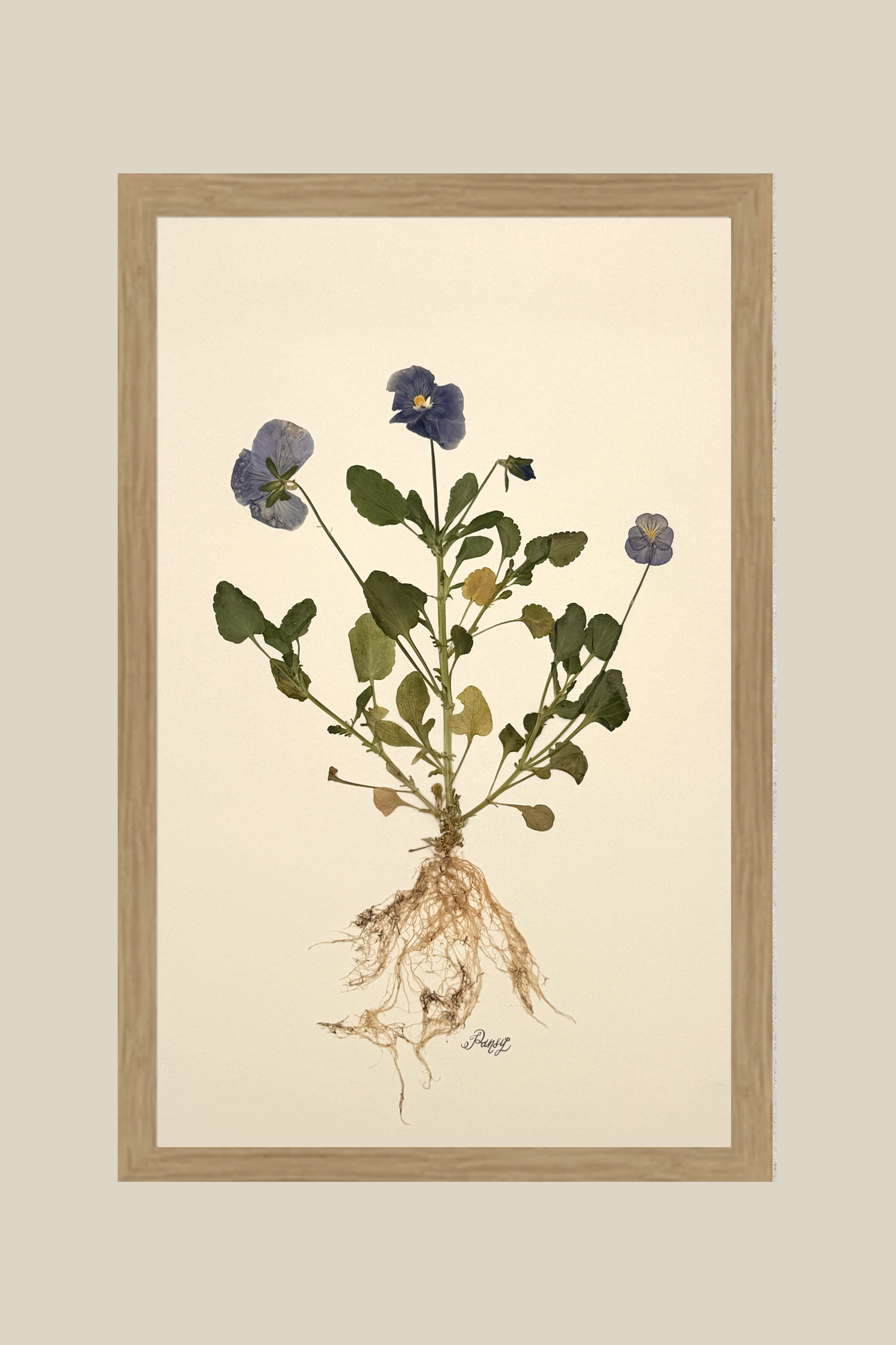 pansywithrootsonivoryrawwood11x17SSBACKDROP.png