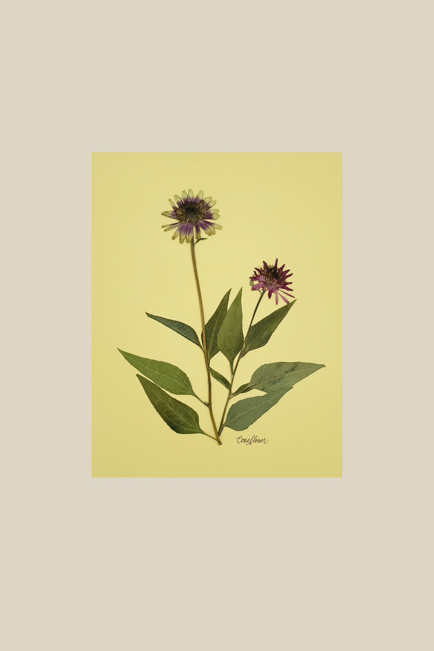 conefloweronchartreusenoframe.png