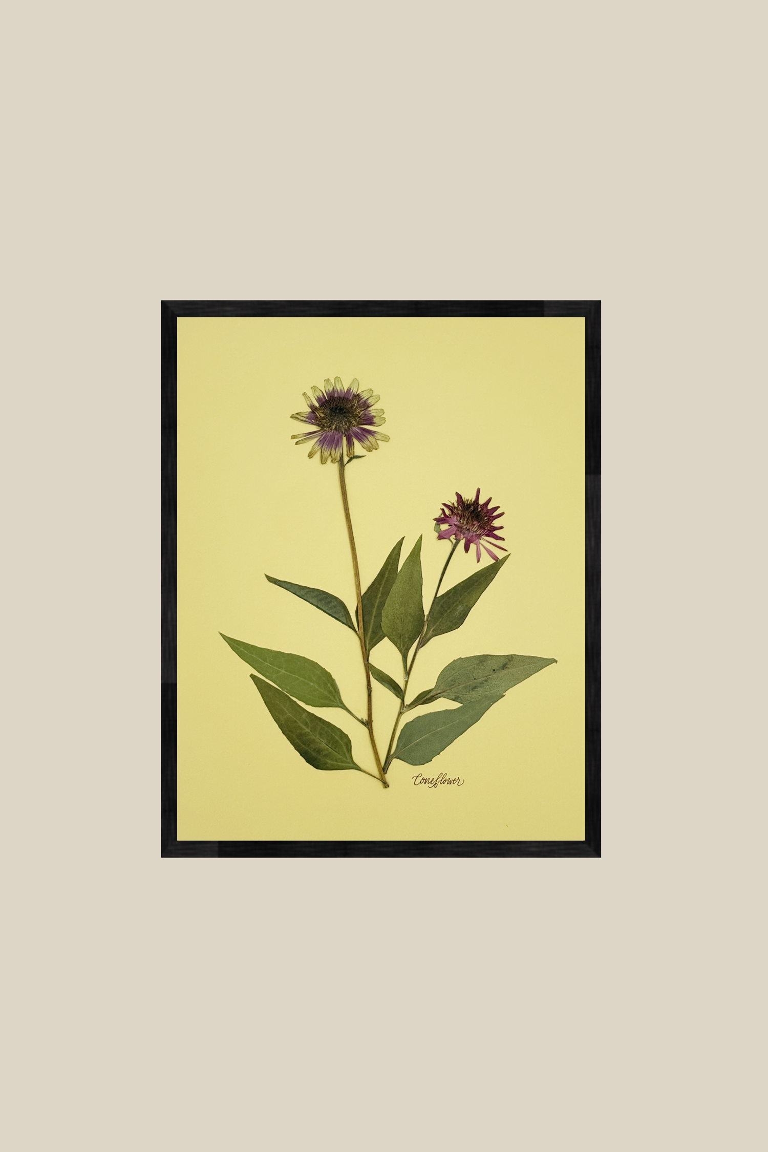 Coneflower on Chartreuse