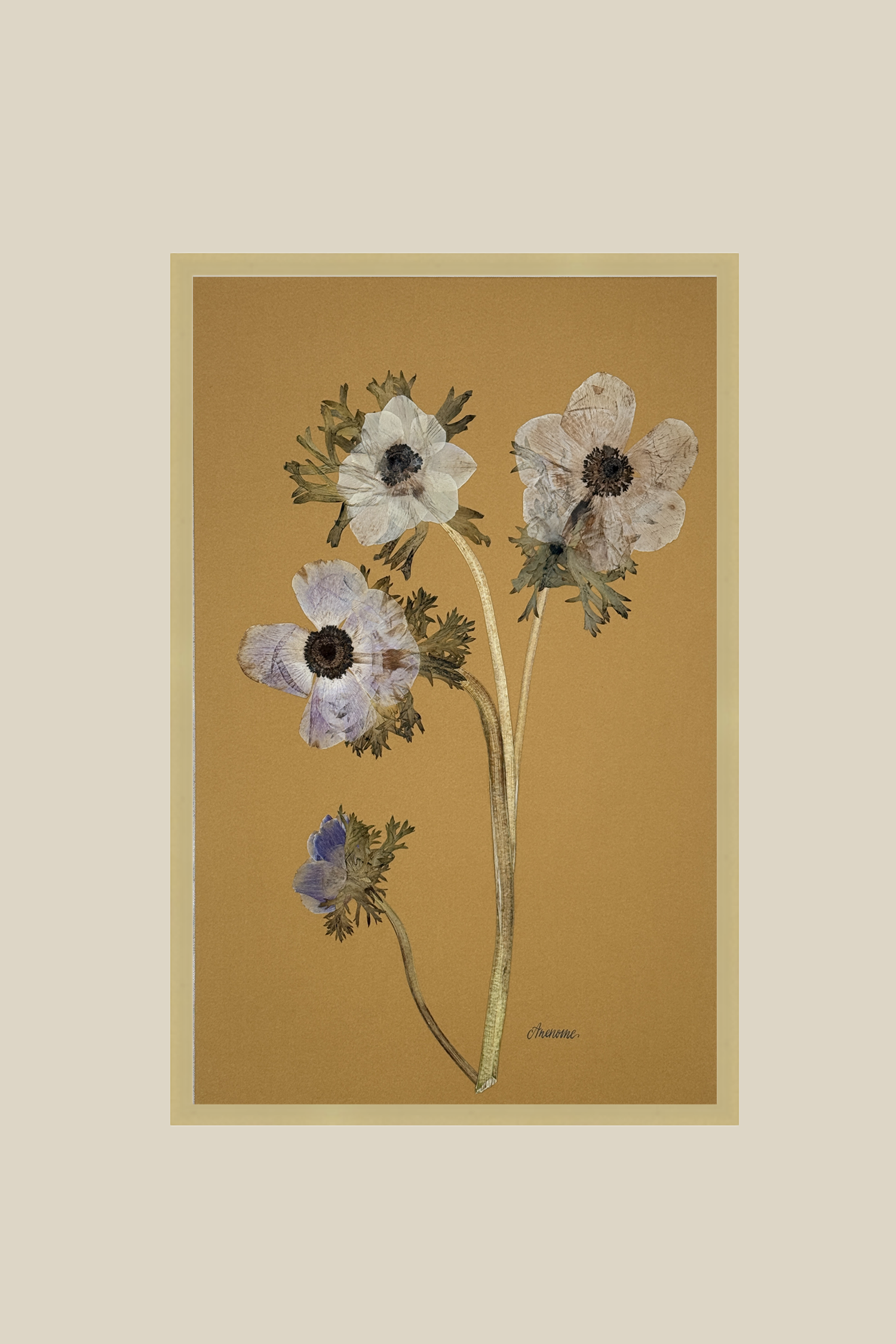 anenomeonmustardbrushedgold11x17.png