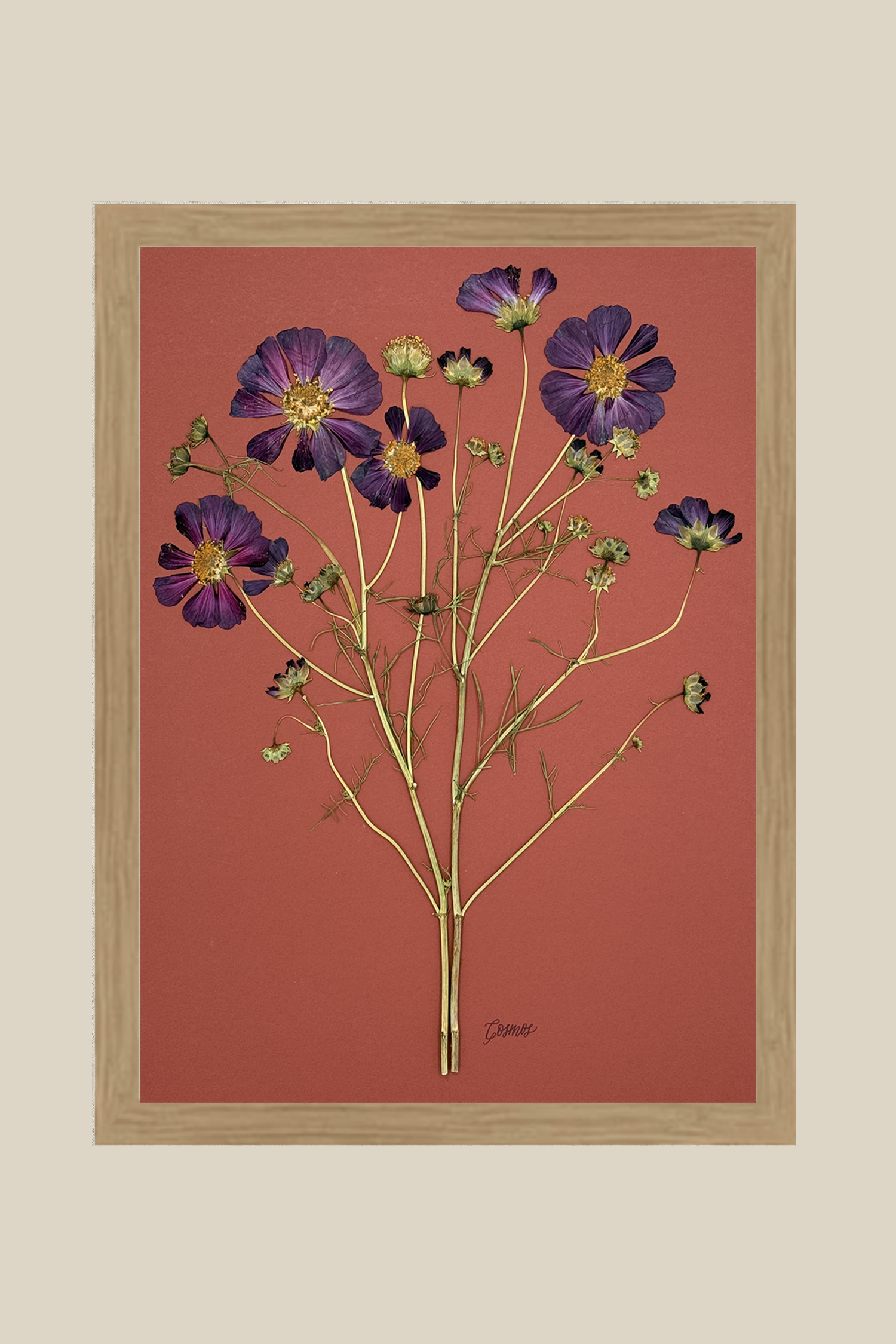 Purple Cosmos on Rust