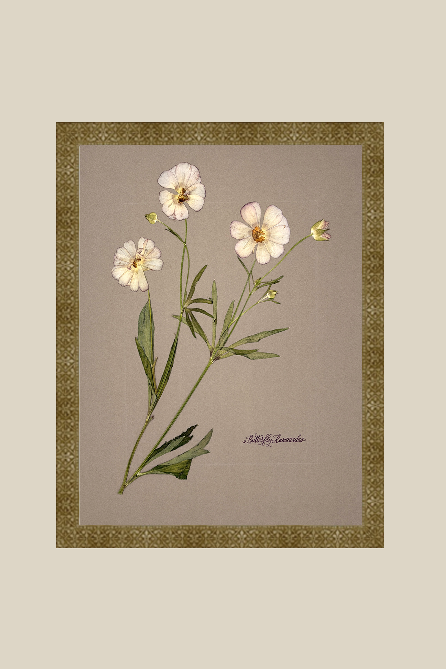 Butterfly Ranunculus on Greige