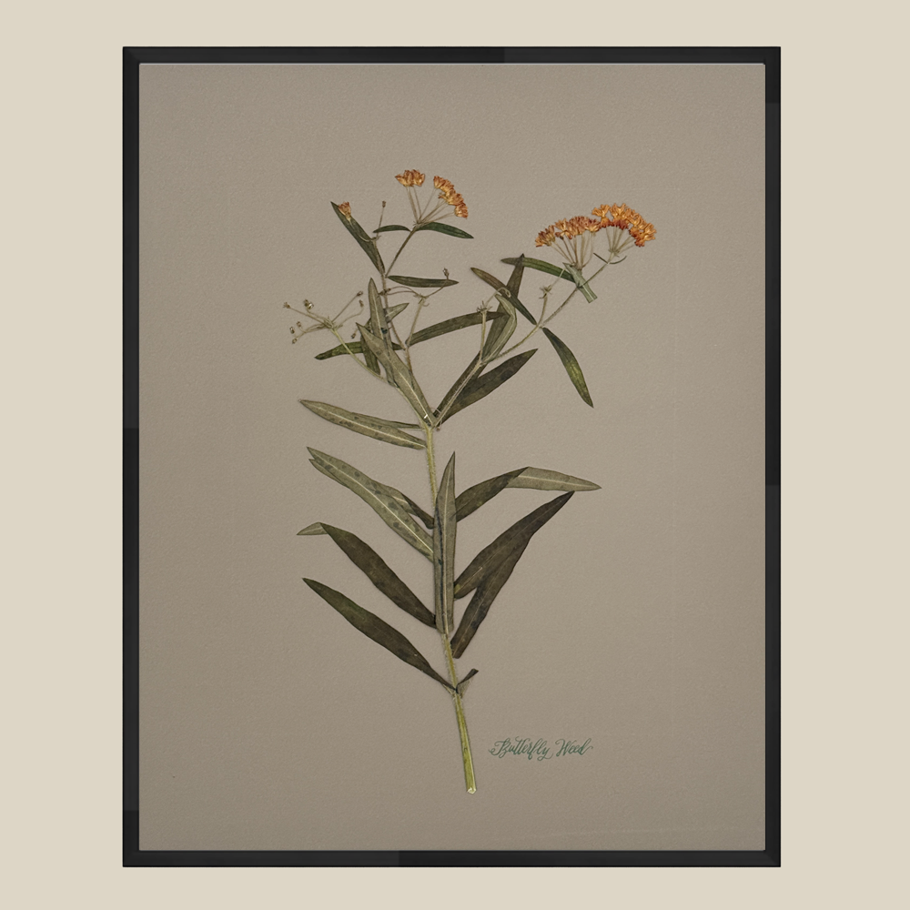 butterflyweedgreige11x14blackmetalfairebeigetemplate.png