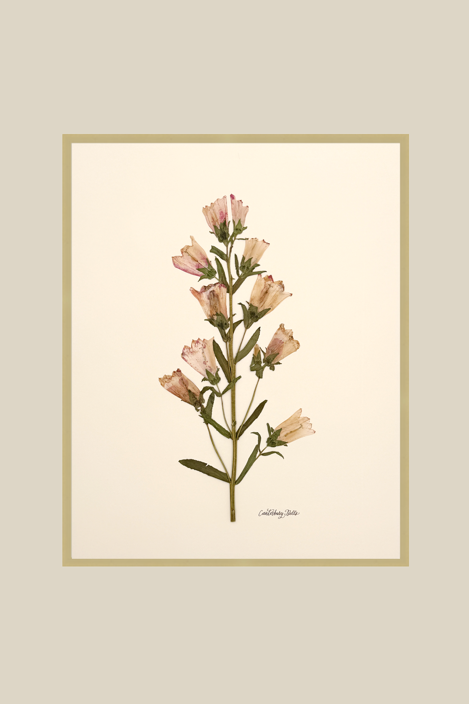 Canterbury Bells On Pink