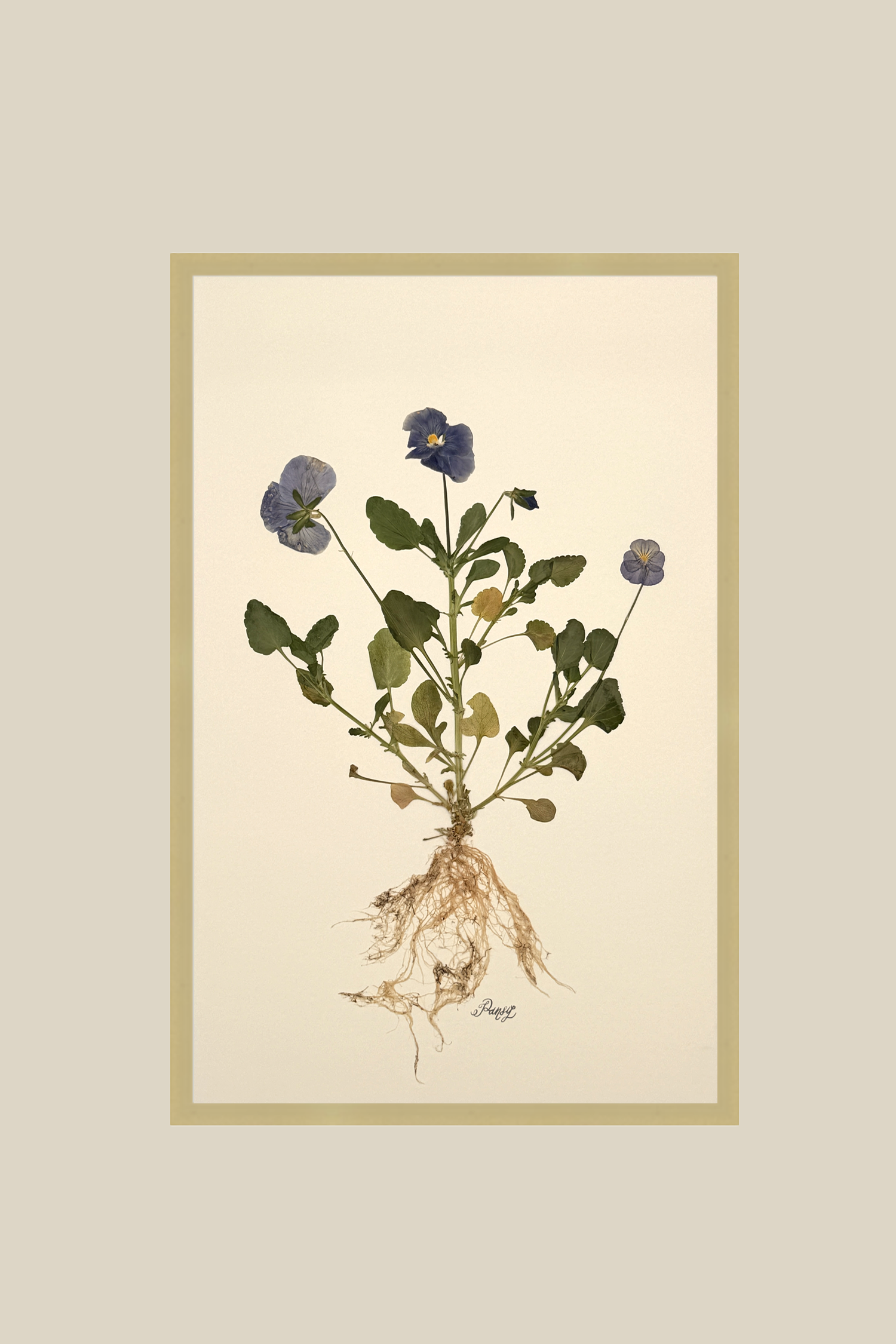pansywithrootsbrushedgold11x17.png