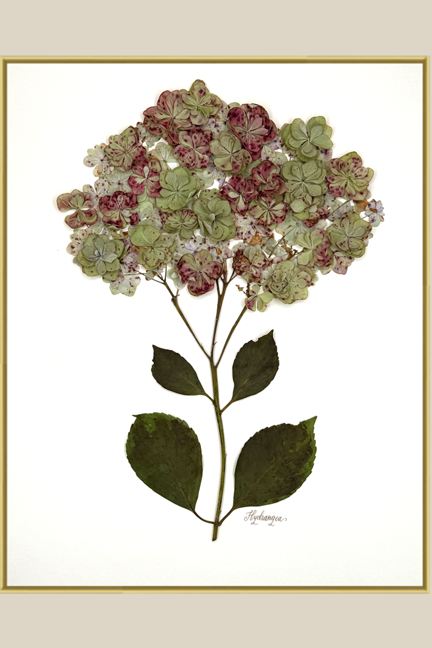 largehydrangeagoldmetal16x20SSBACKDROP.png