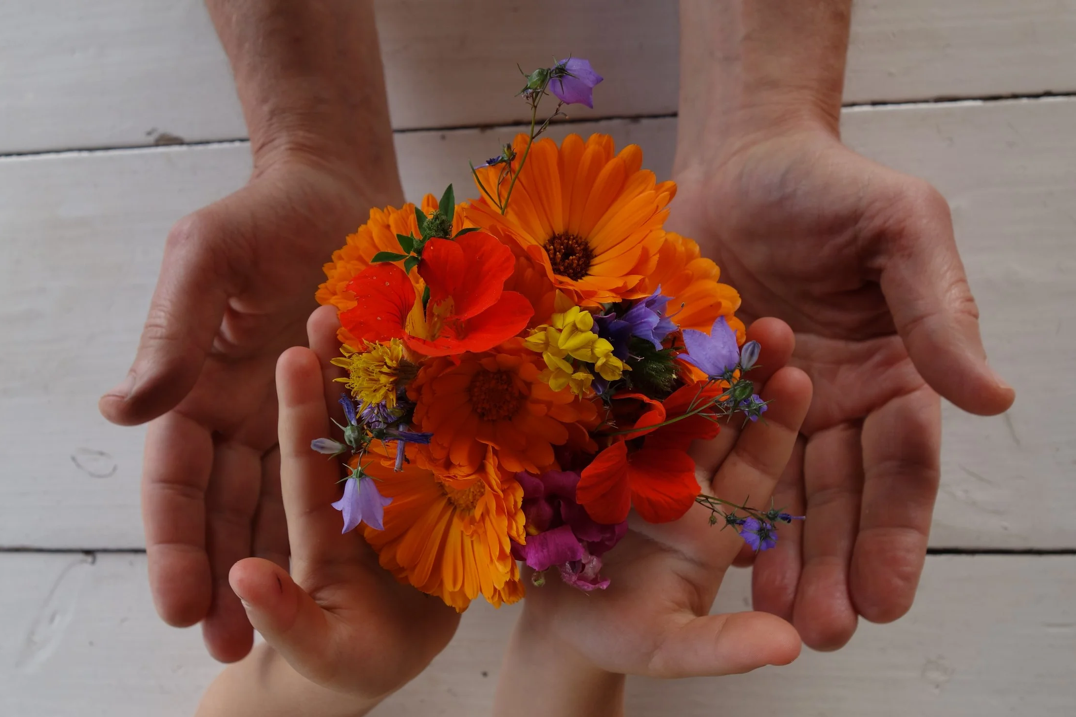 Diverse bunte Blumen werden von mehreren Händen gehalten, gegen einen weißen Holzboden.